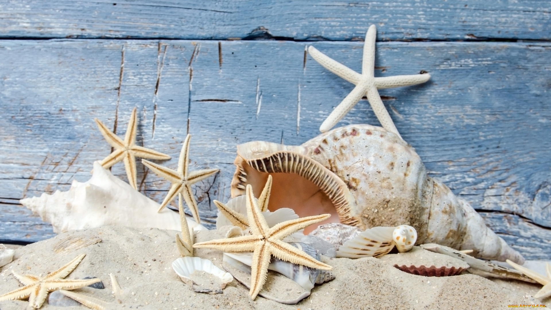 разное, ракушки, , кораллы, , декоративные, и, spa-камни, песок, пляж, звезды, beach, starfishes, seashells, wood, sand
