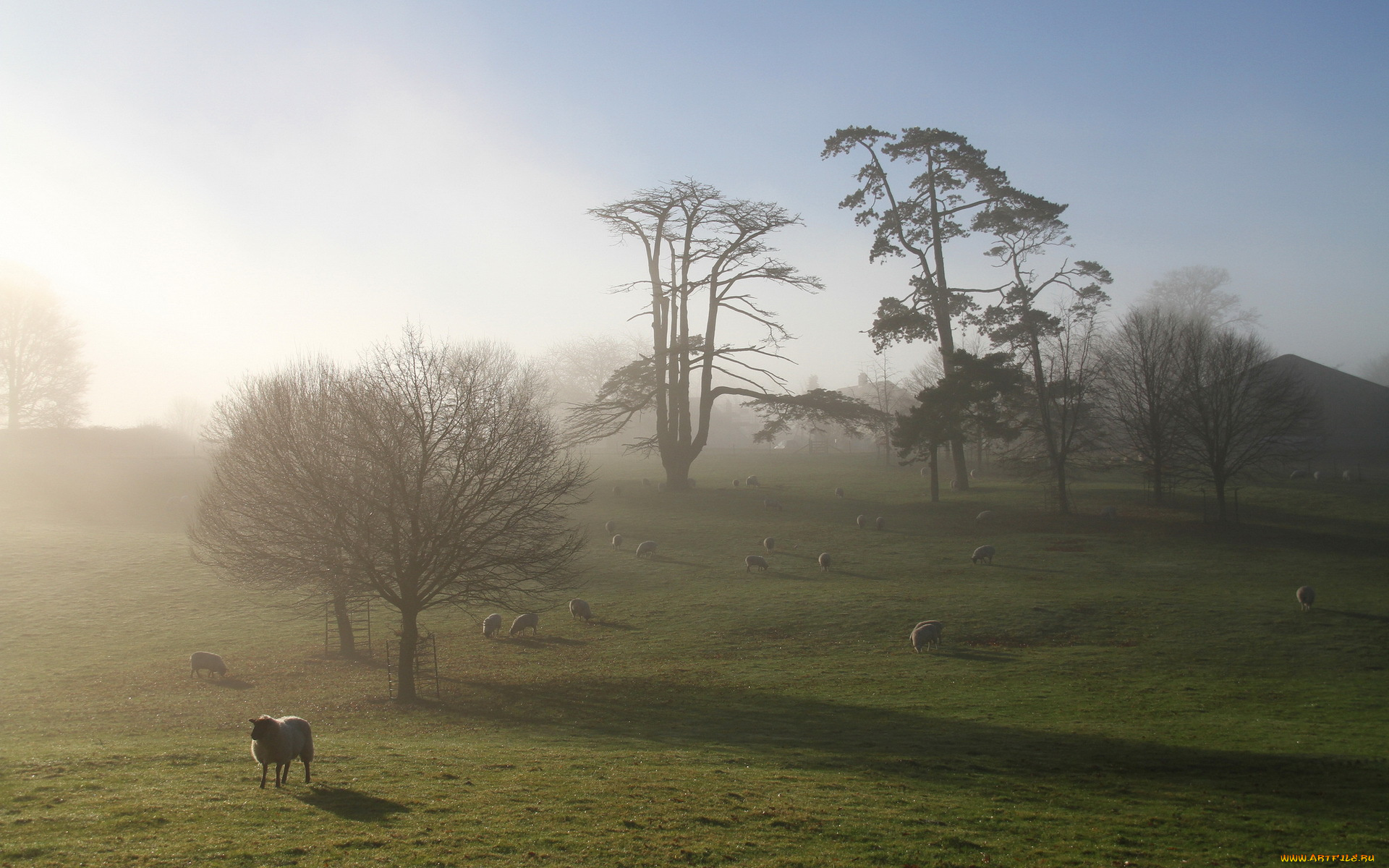 животные, овцы, , бараны, утро, поле, туман