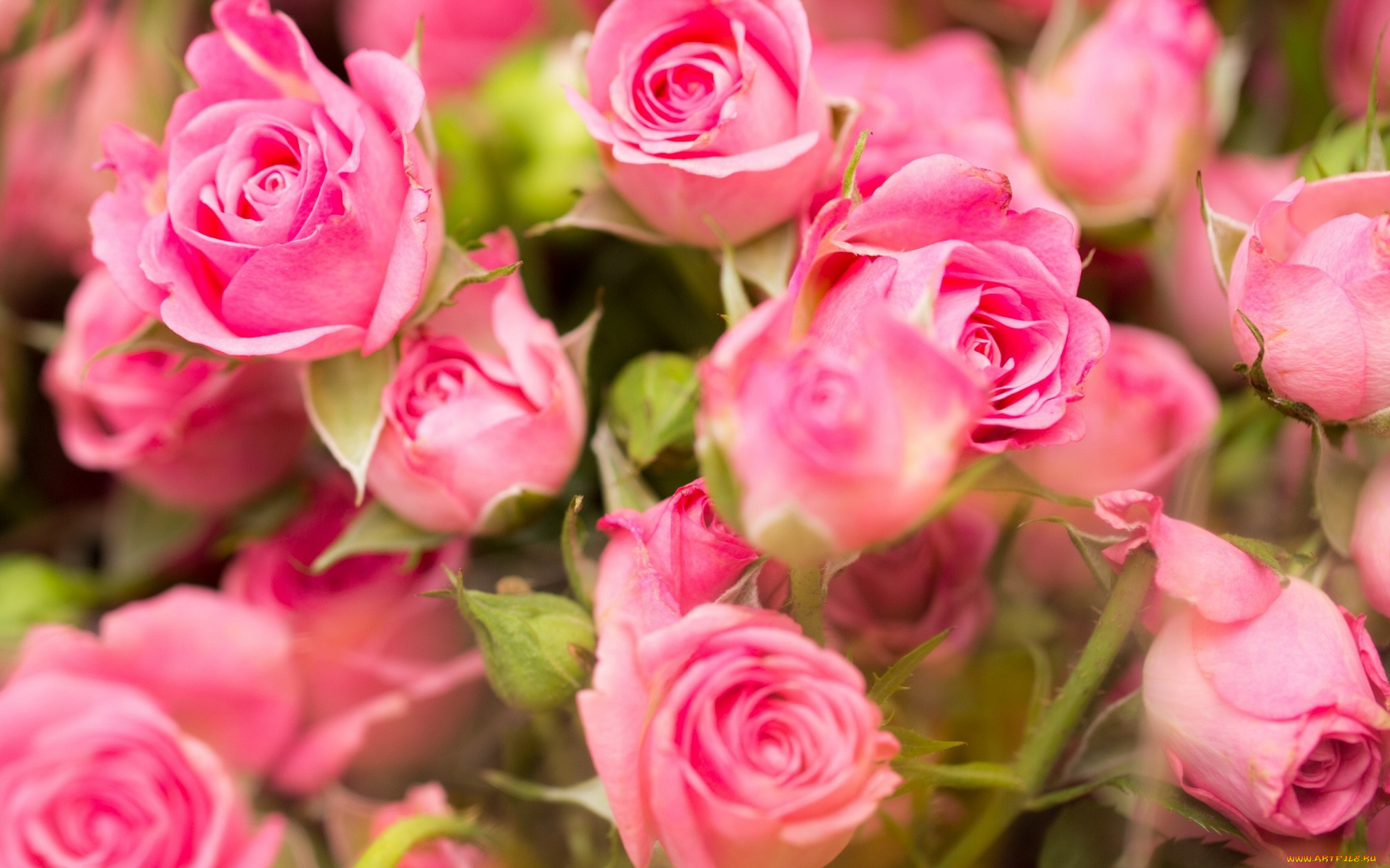 цветы, розы, розовые, roses, pink