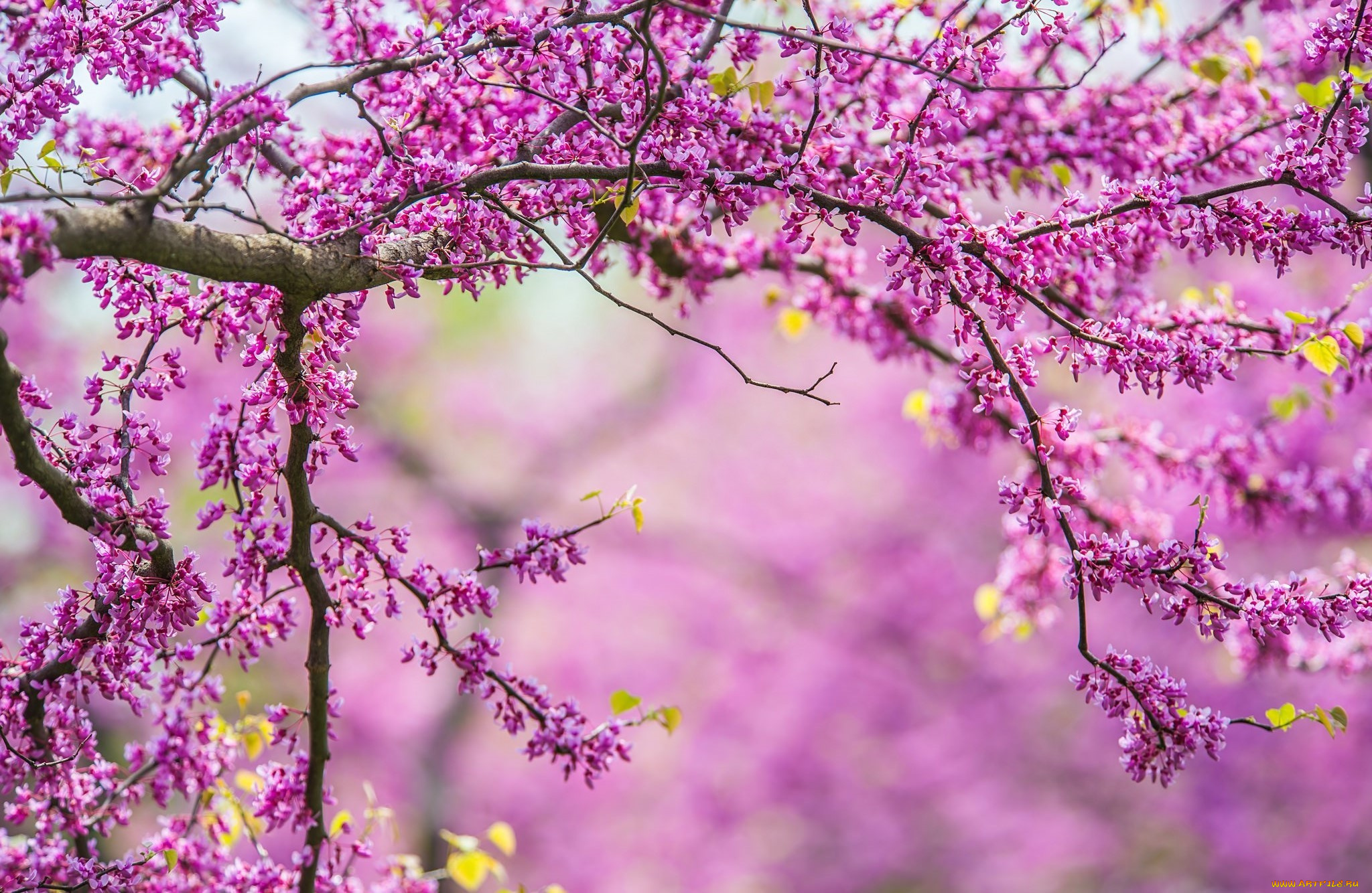 цветы, цветущие, деревья, , , кустарники, дерево, природа, spring, branches, tree, nature, весна, ветки