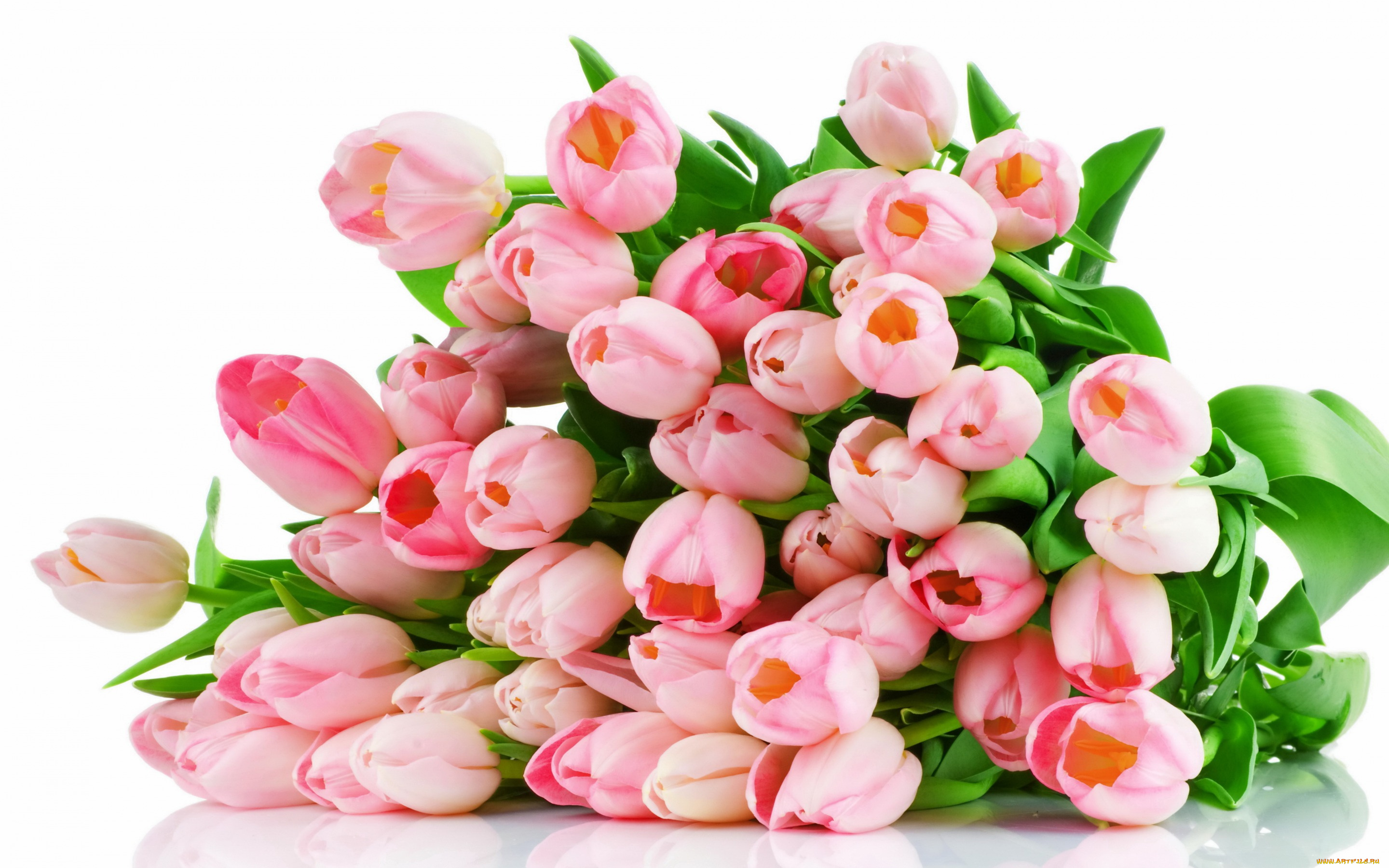 цветы, тюльпаны, букет, розовые, tulips, pink