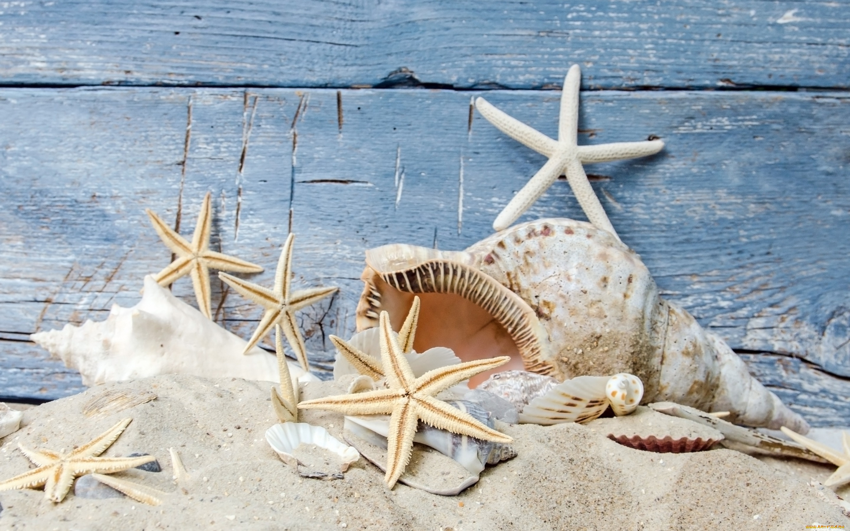 разное, ракушки, , кораллы, , декоративные, и, spa-камни, песок, пляж, звезды, beach, starfishes, seashells, wood, sand