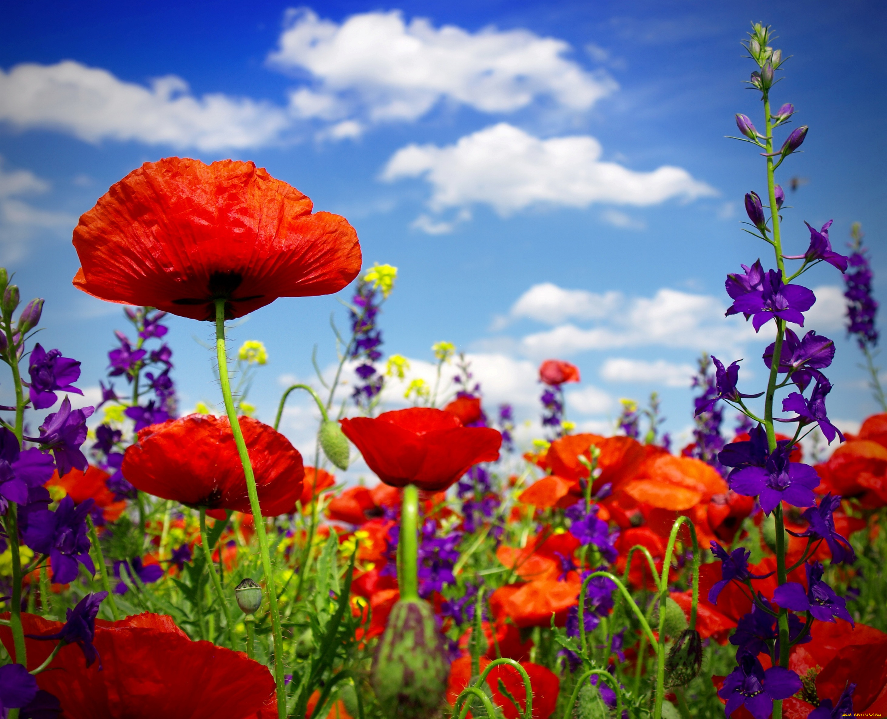 цветы, луговые, , полевые, , цветы, маки, poppy, цветение, лето, маковое, поле, wild, flowers, field