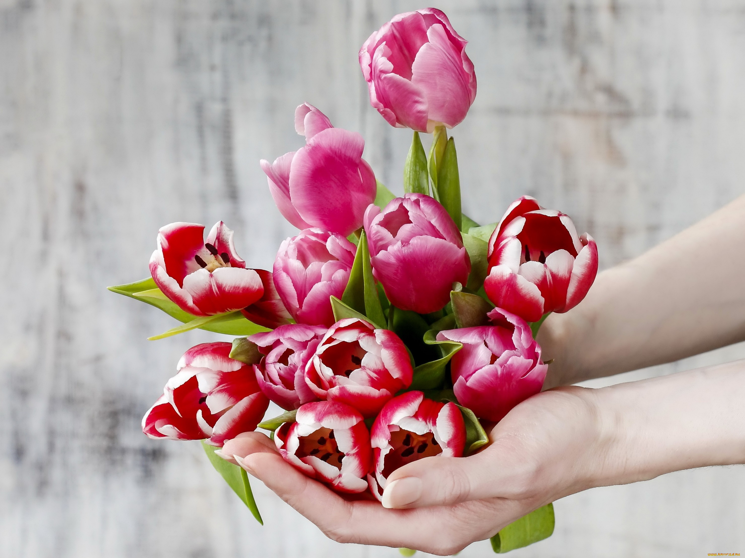 цветы, тюльпаны, flowers, spring, tulips, руки