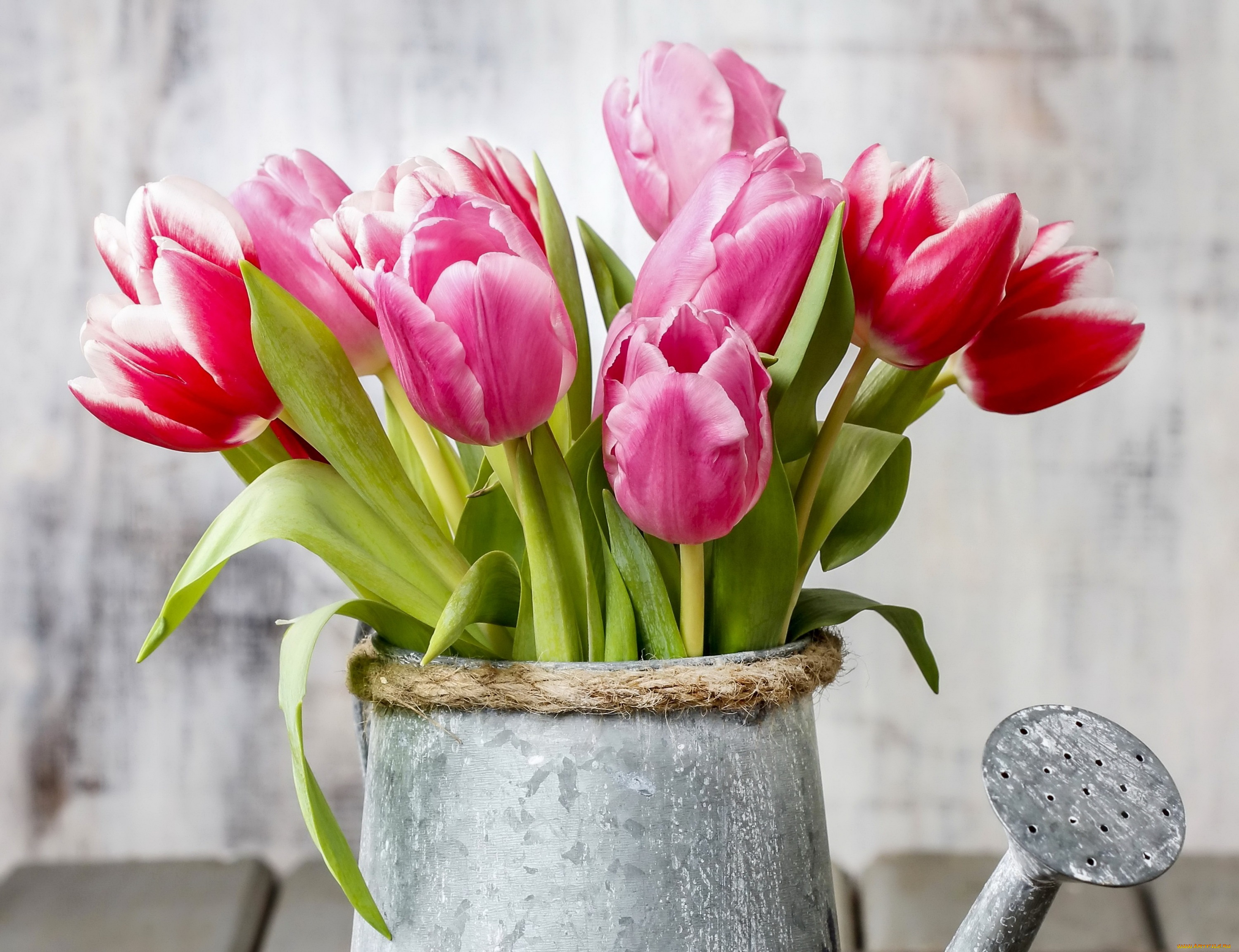 цветы, тюльпаны, лейка, flowers, spring, tulips