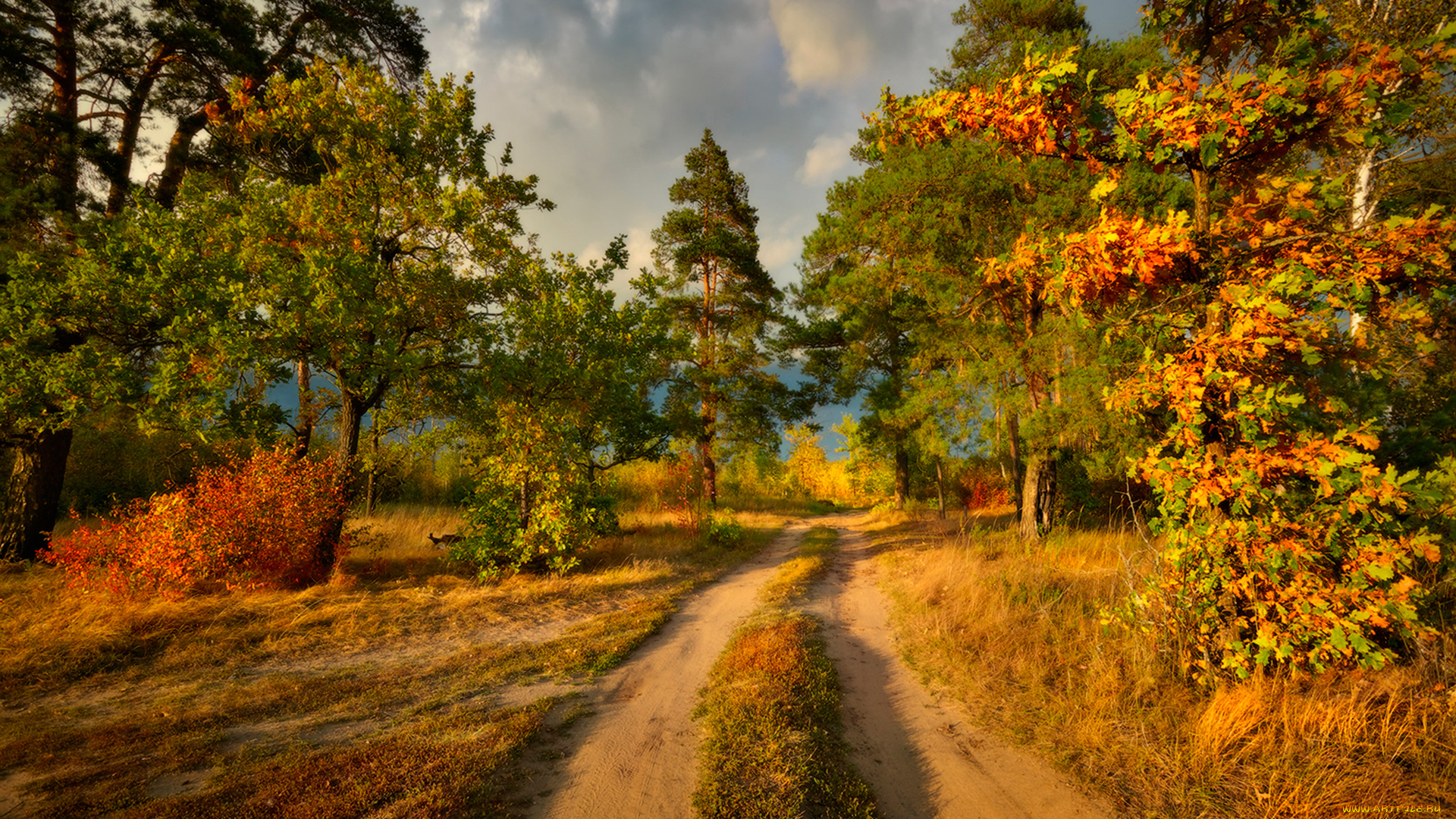 природа, дороги, дорога, осень, лес