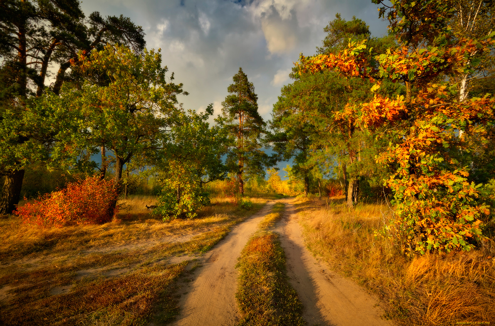 природа, дороги, дорога, осень, лес