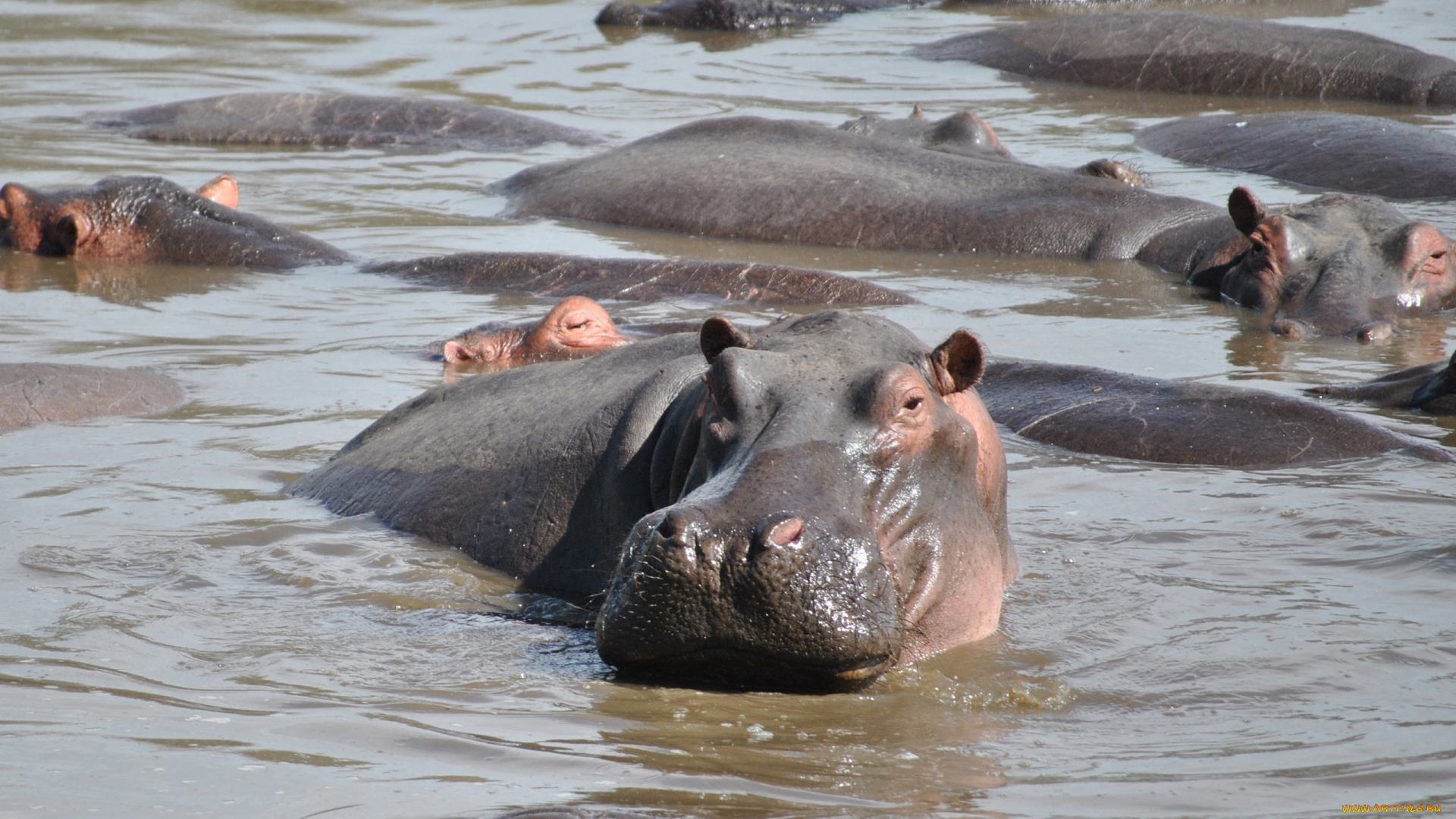бегемот, животные, бегемоты, hippopotamus, млекопитающие, китопарнокопытные, бегемотовые, клыки, пасть, вода