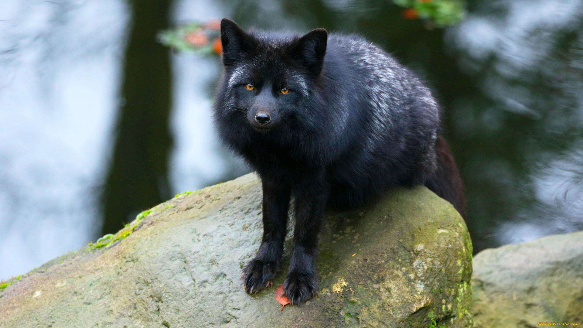 чернобурая, лисица, животные, лисы, чернобурая, лисица, black, fox, чернобурка, псовые, лисицы, млекопитающие, мех, пушнина, чёрная, лиса, хищник