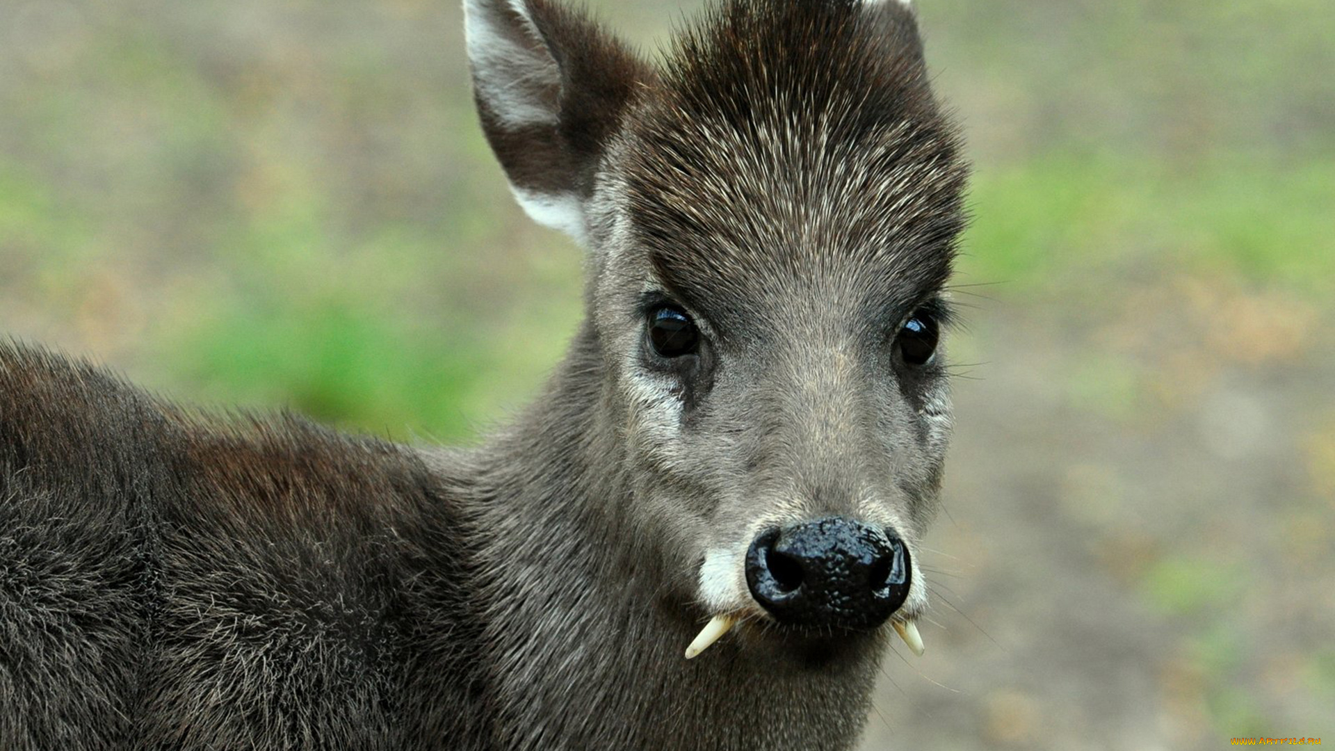 кабарга, животные, -, другое, musk, deer, кабарги, кабарговые, китопарнокопытные, млекопитающие, клыки