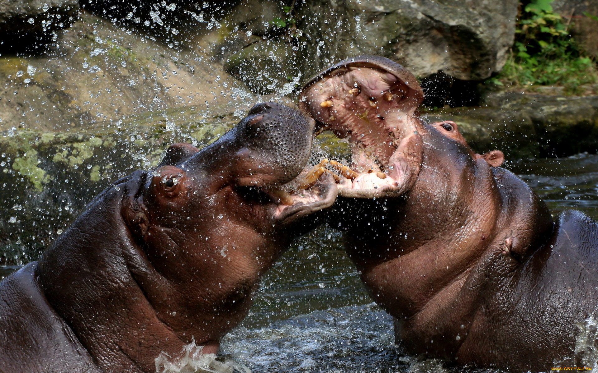 бегемоты, животные, бегемот, hippopotamus, млекопитающие, китопарнокопытные, бегемотовые, клыки, пасть, вода