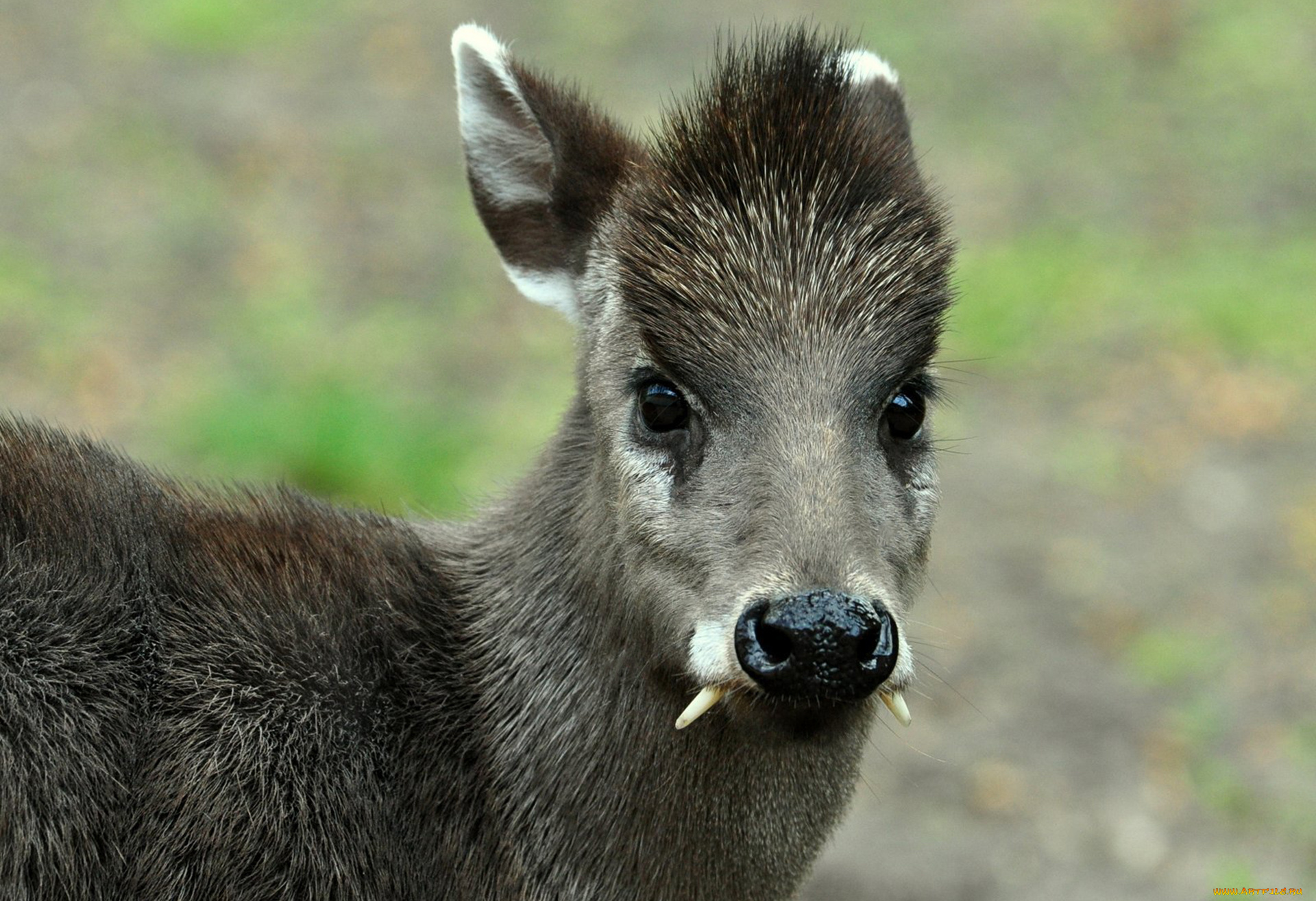 кабарга, животные, -, другое, musk, deer, кабарги, кабарговые, китопарнокопытные, млекопитающие, клыки