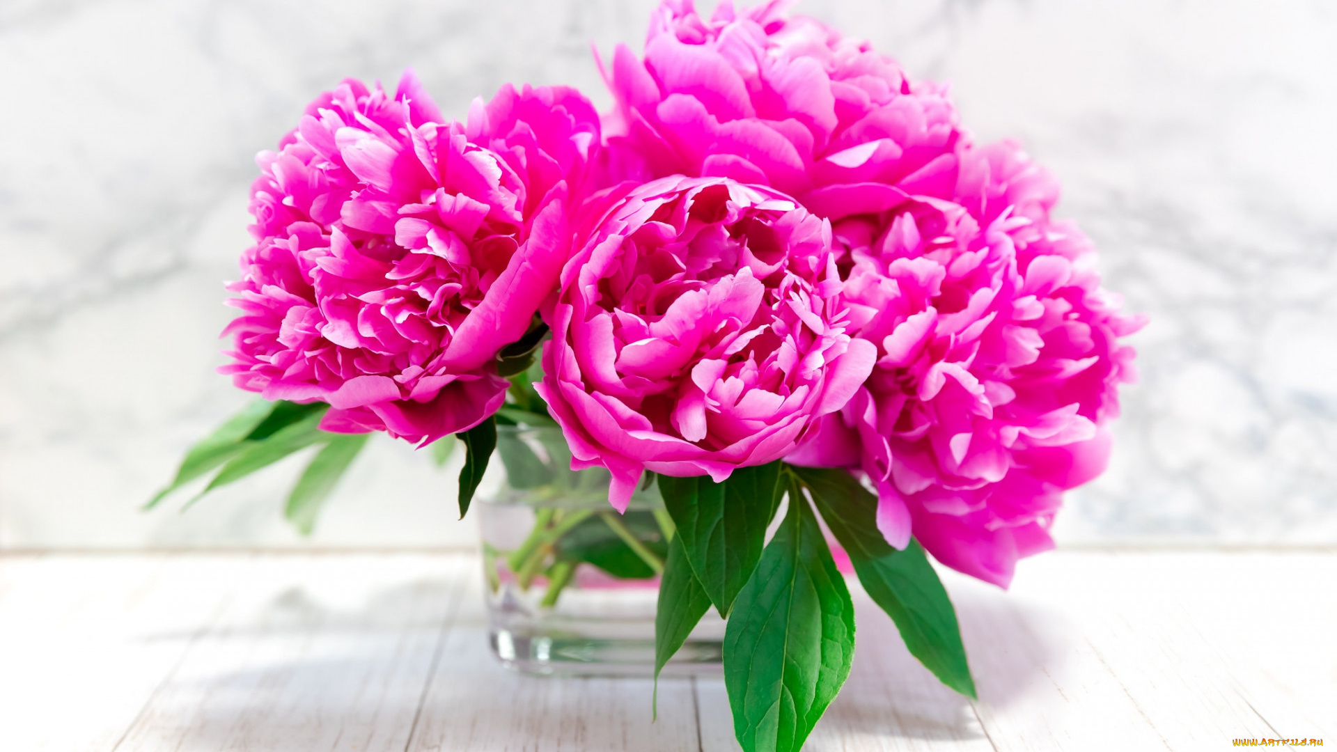 цветы, пионы, букет, розовые, ваза