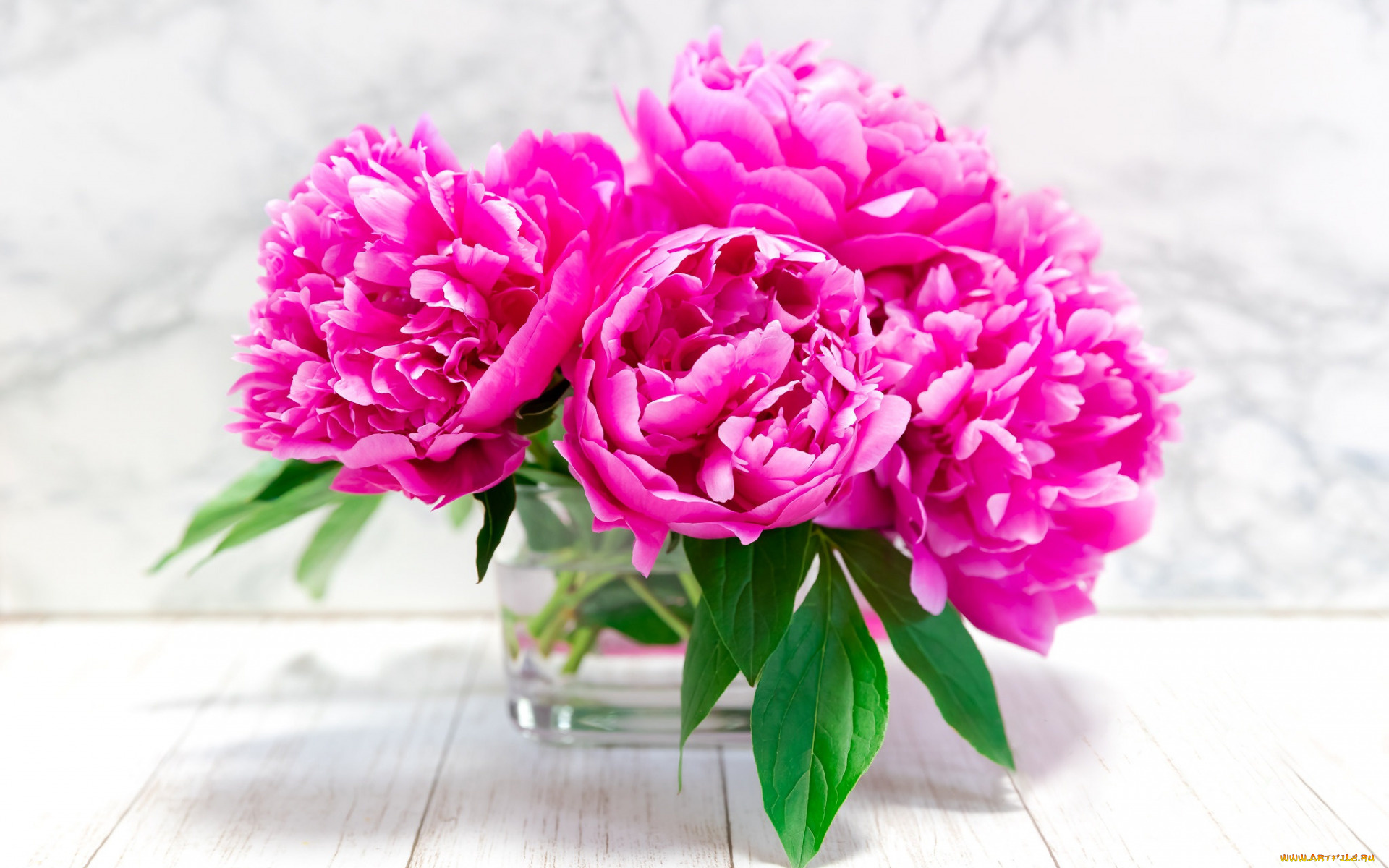 цветы, пионы, букет, розовые, ваза
