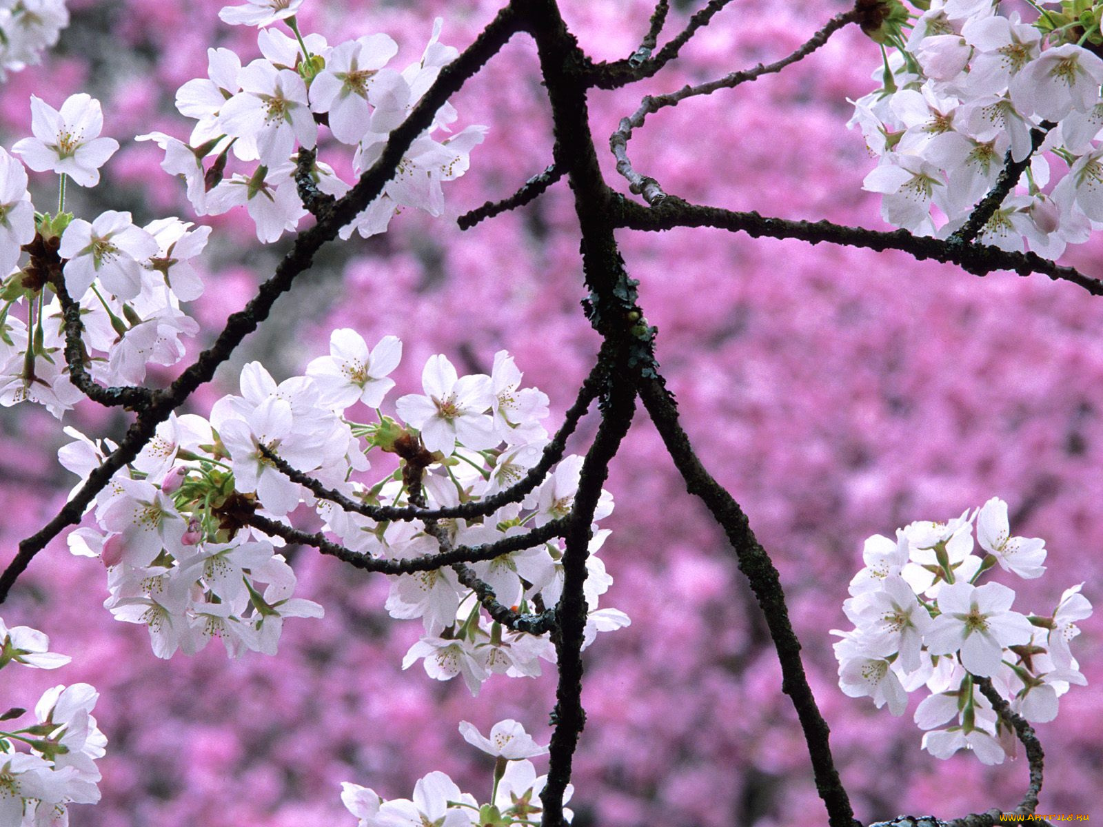cherry, blossoms, in, spring, цветы, сакура, вишня