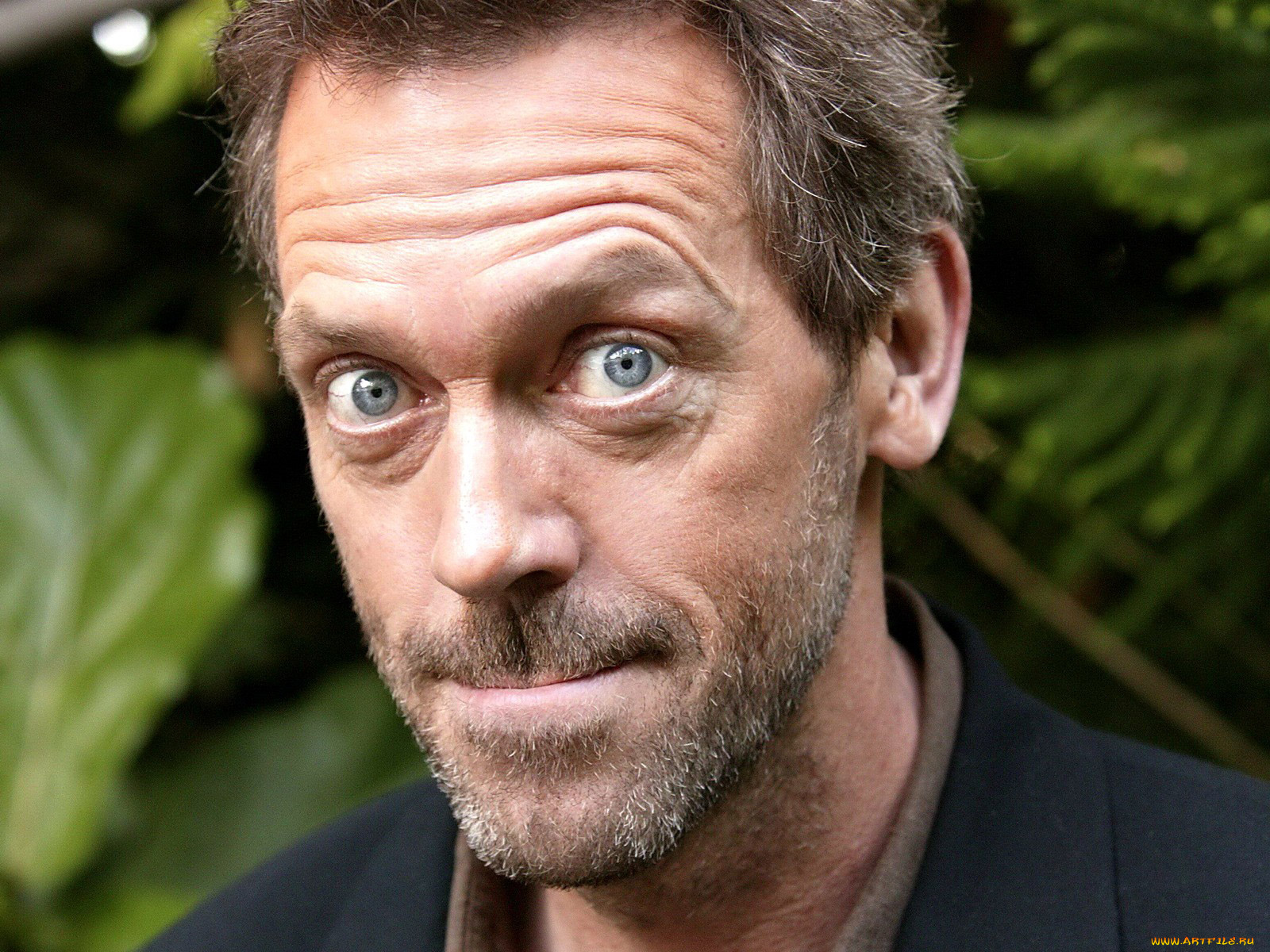 мужчины, hugh, laurie