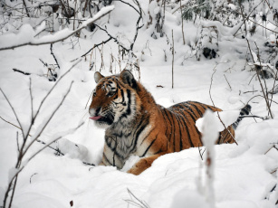 Картинка автор виктор алеветдинов животные тигры