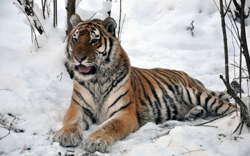 Картинка автор виктор алеветдинов животные тигры