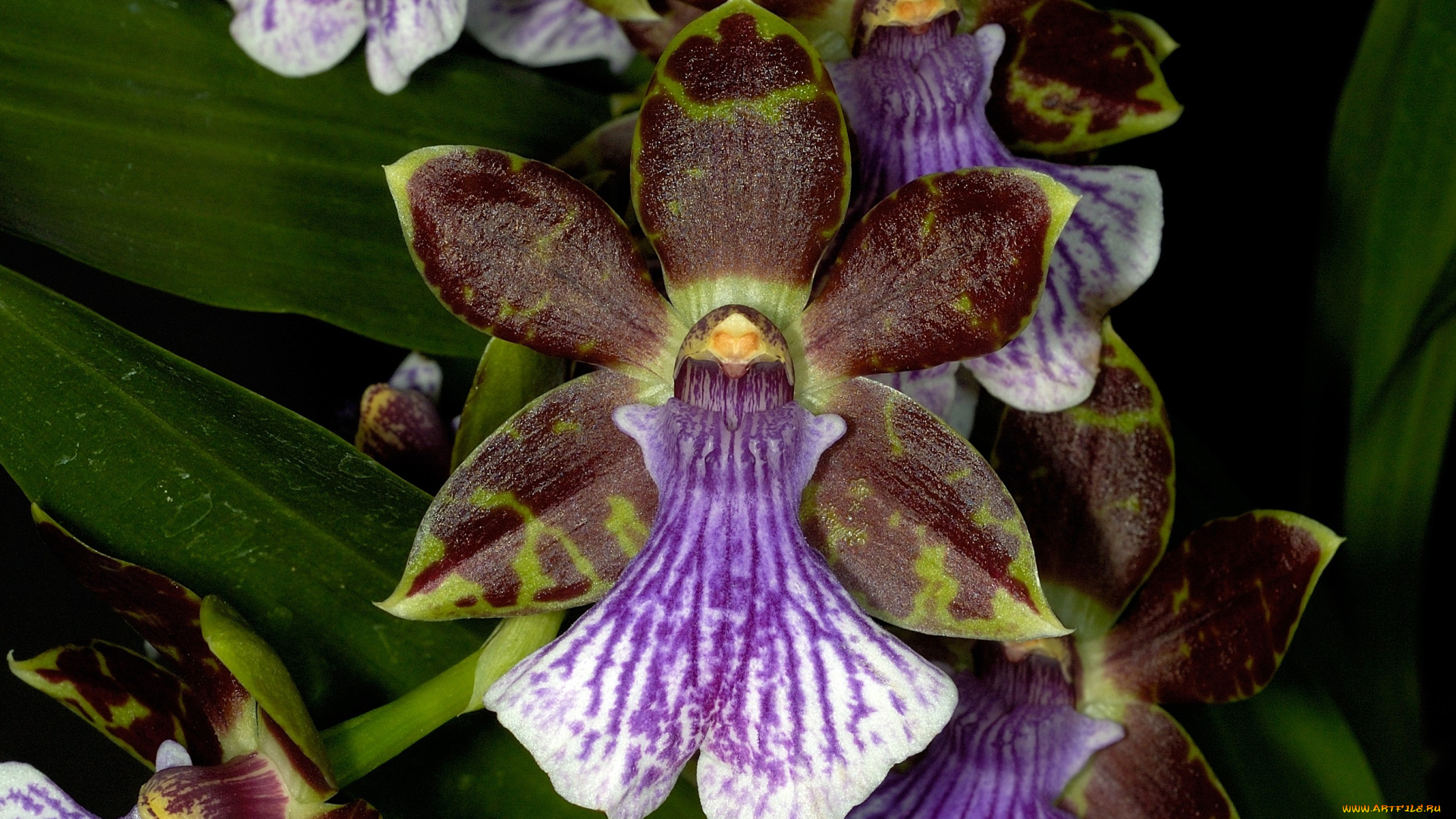 цветы, орхидеи, коричневый, фиолетовый, экзотика