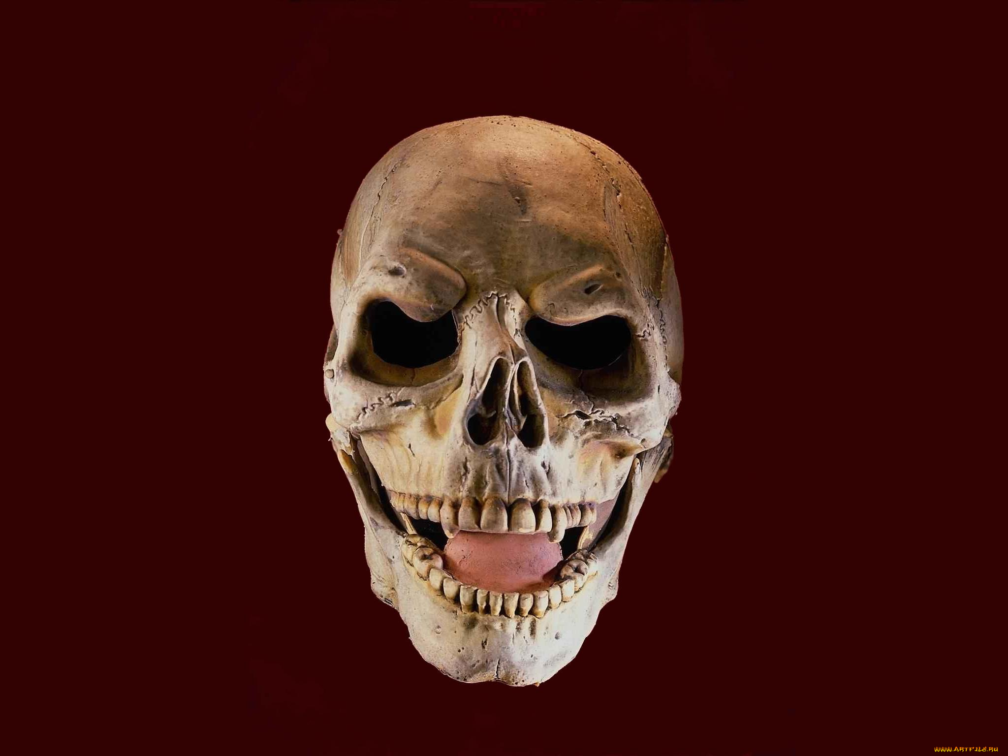 череп, разное, кости, рентген, клыки, вампир