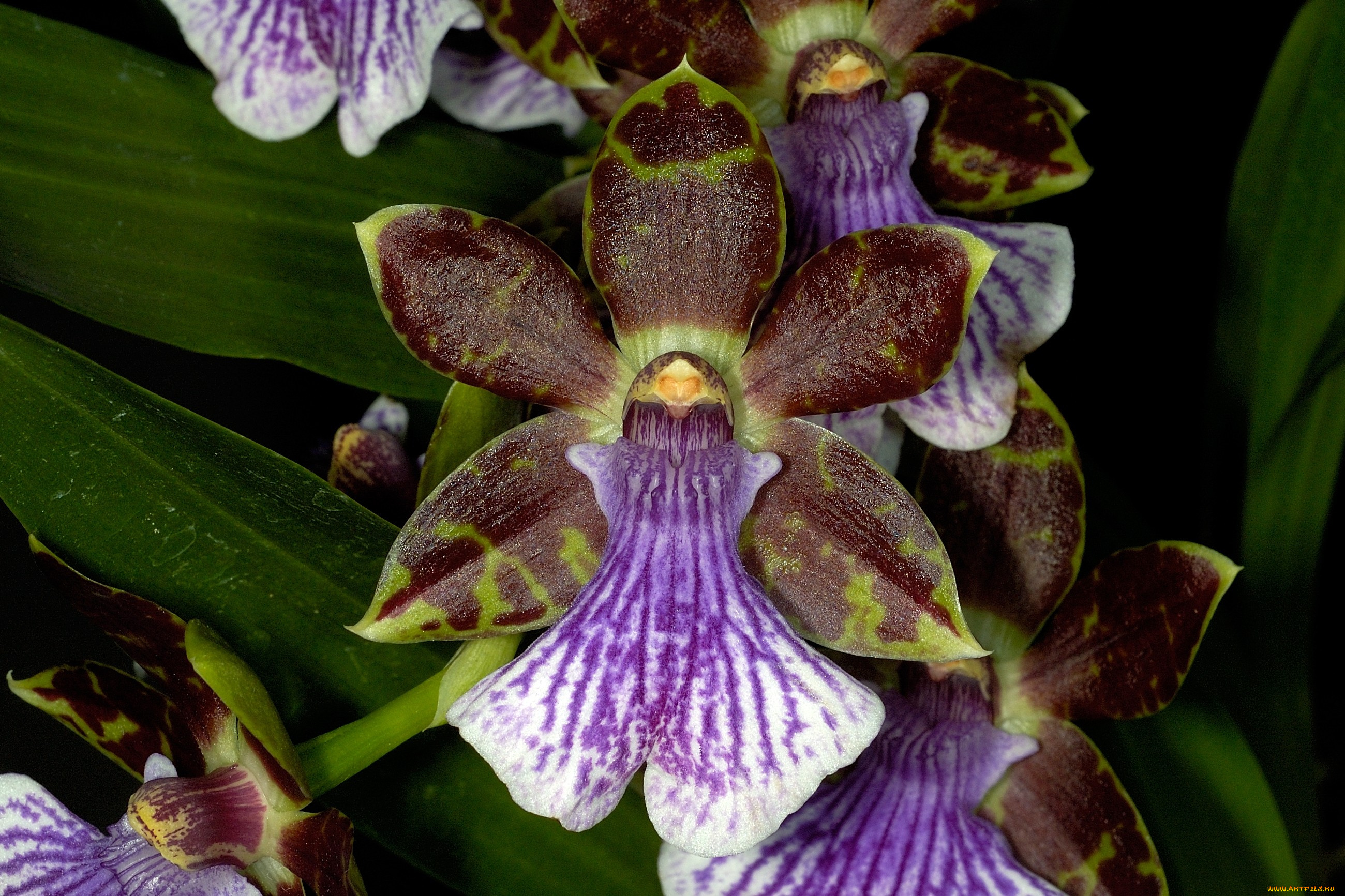 цветы, орхидеи, коричневый, фиолетовый, экзотика