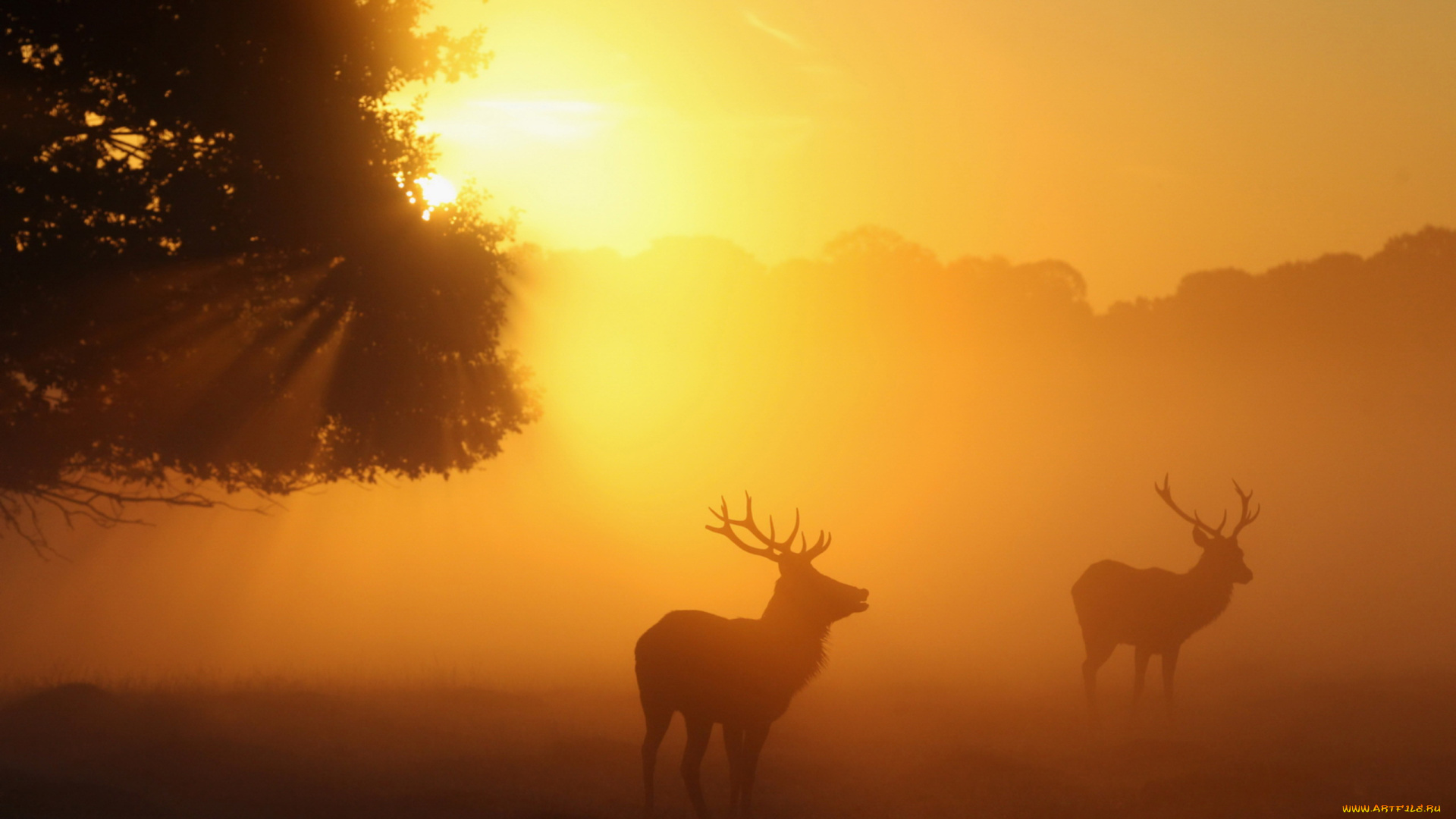 животные, олени, туман, восход