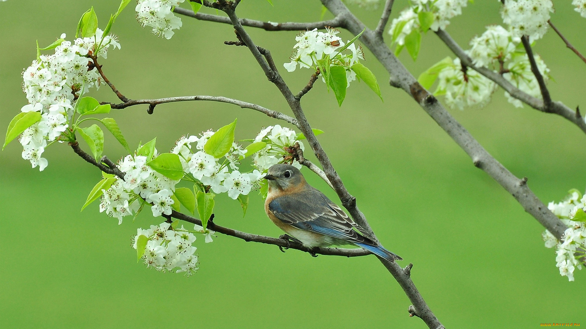 животные, птицы, ветки, весна, цветущее, дерево, птица