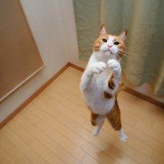 Картинка животные коты белый кот игра прыжок рыжий