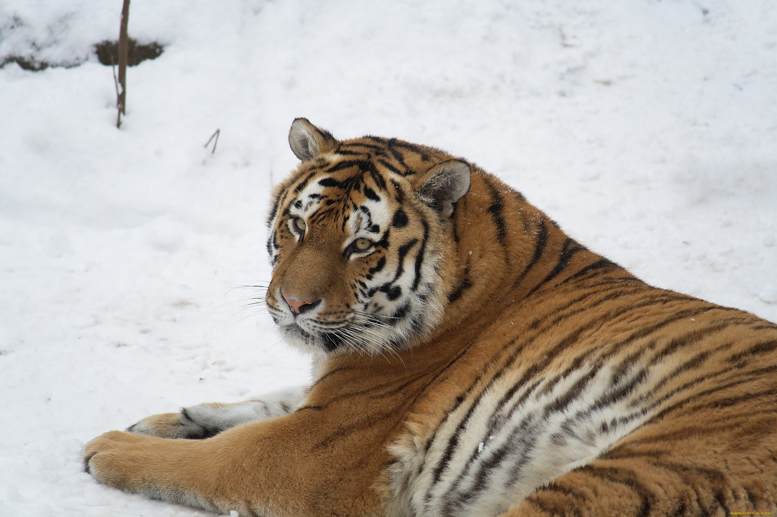 животные, тигры, взгляд, снег, отдых, тигр