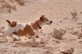 Картинка животные собаки песок собака