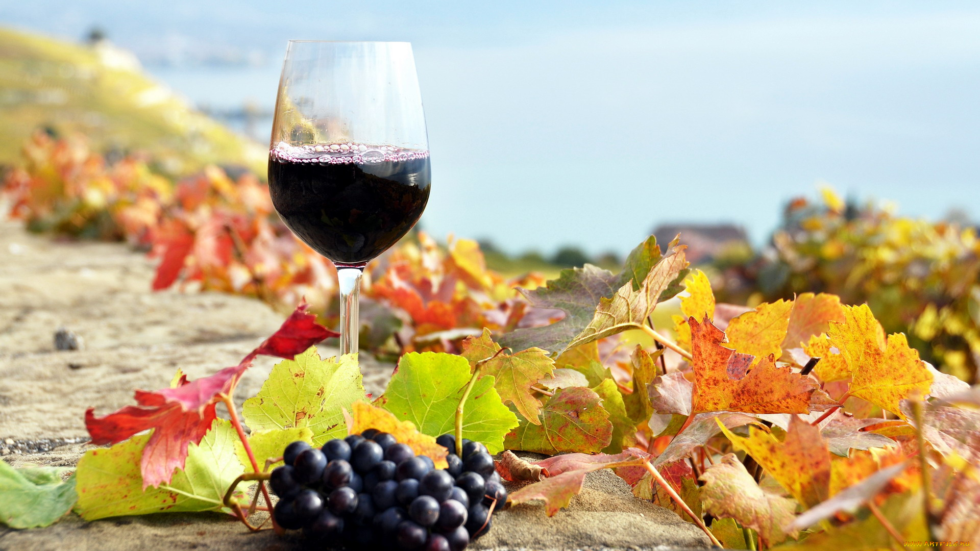 еда, напитки, , вино, листья, вино, виноград, гроздь