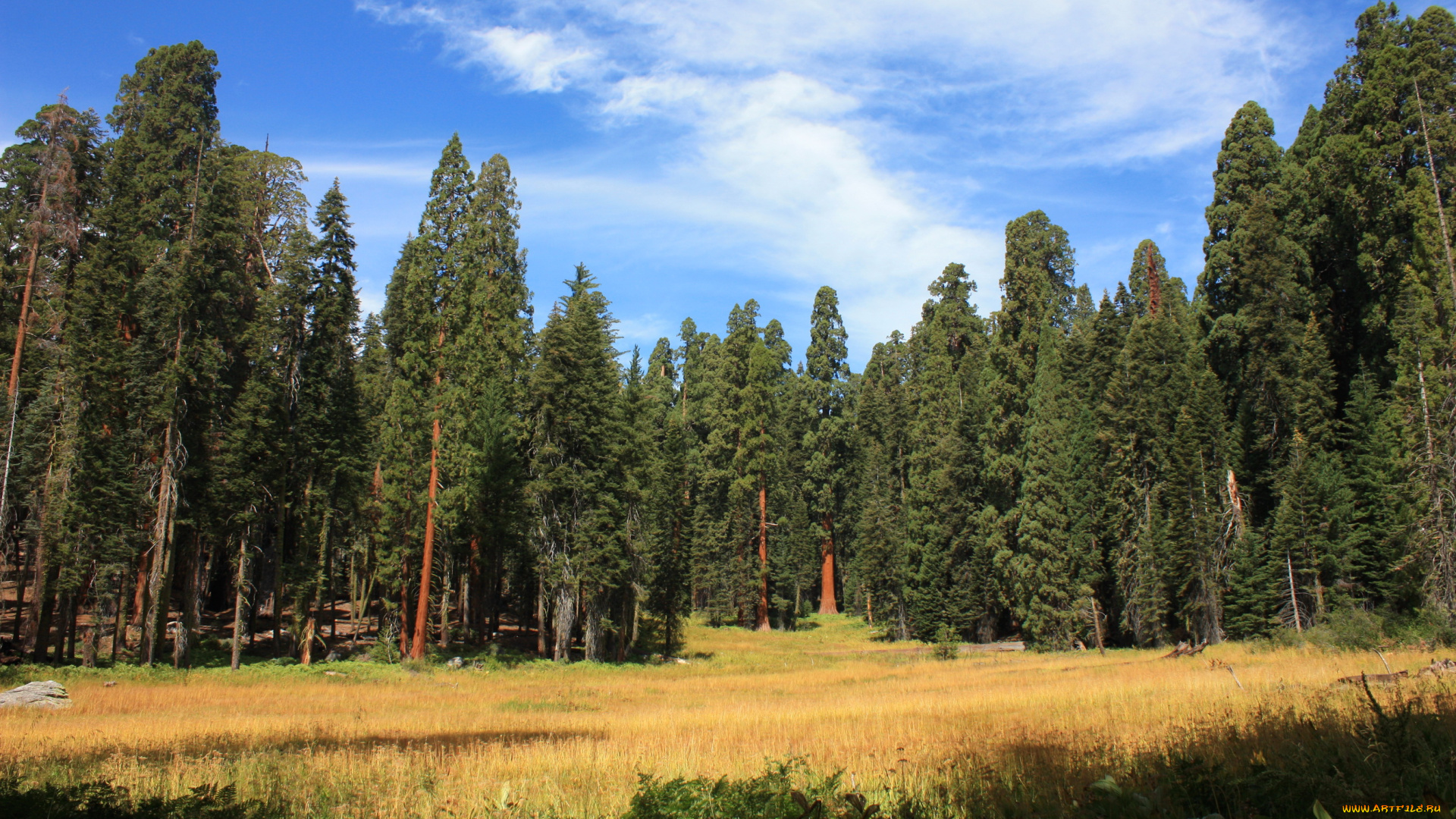 sequoia, national, park, california, сша, природа, лес, sequoia, park, калифорния, сша, парк