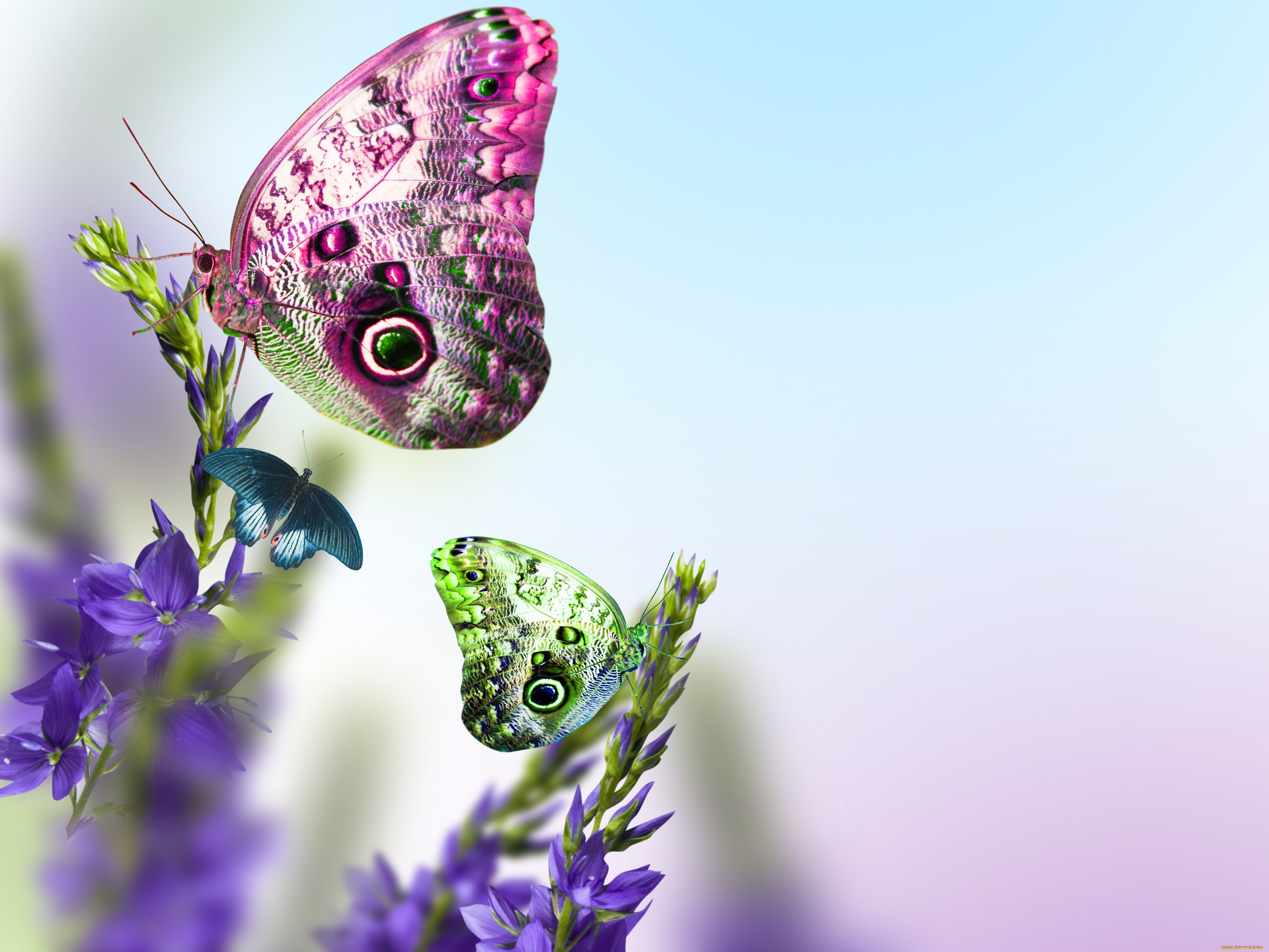 животные, бабочки, , мотыльки, , моли, beauty, freshness, tender, spirit, butterfly, листья, голубые, стебли, весна, свежесть, красота, spring, leaves, blue, flowers, цветы, нежное, настроение, бабочка