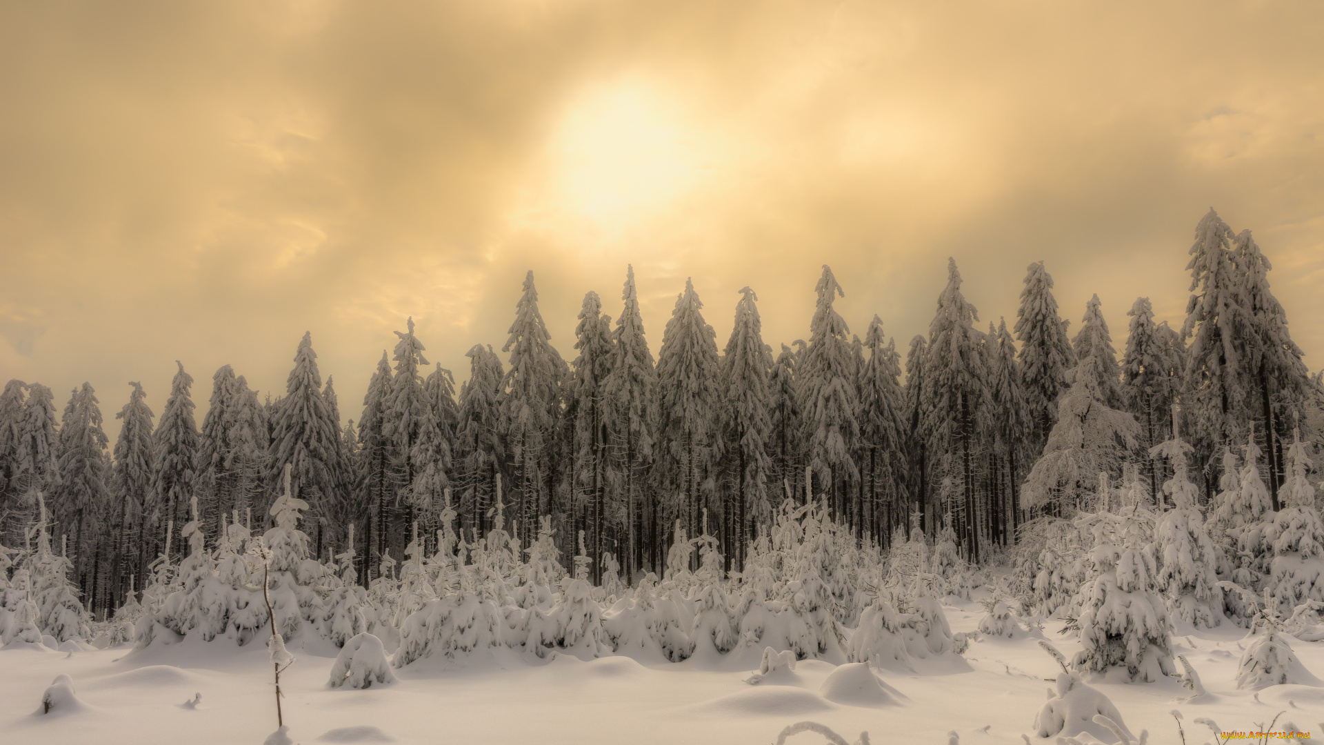 природа, лес, зима, утро, снег