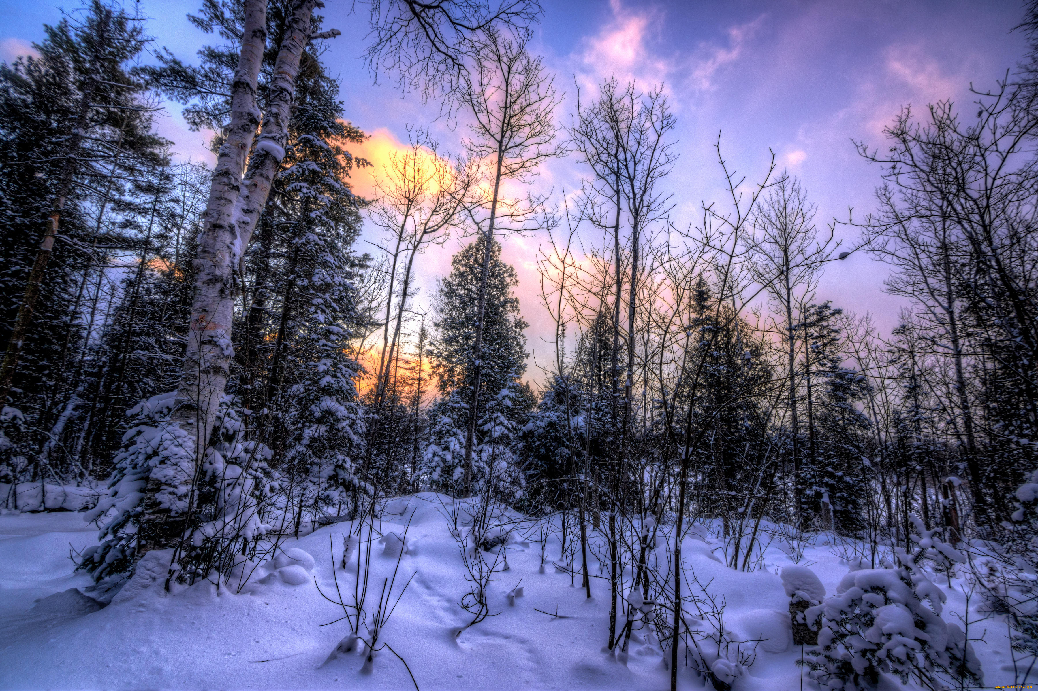 природа, лес, снег, деревья, сугробы, зима
