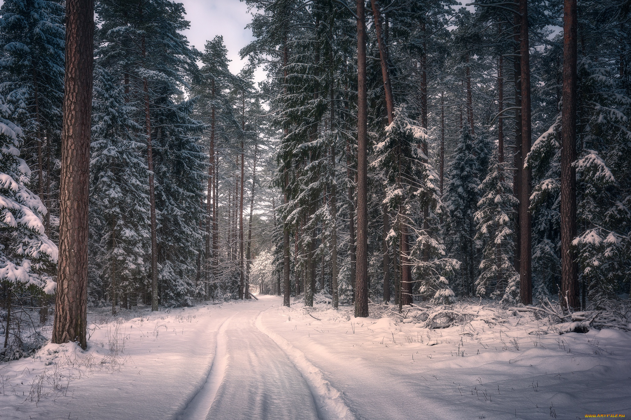 природа, дороги, польша, knyszyn, forest, landscape, park, лес, снег, зима, кнышин, деревья, дорога, poland