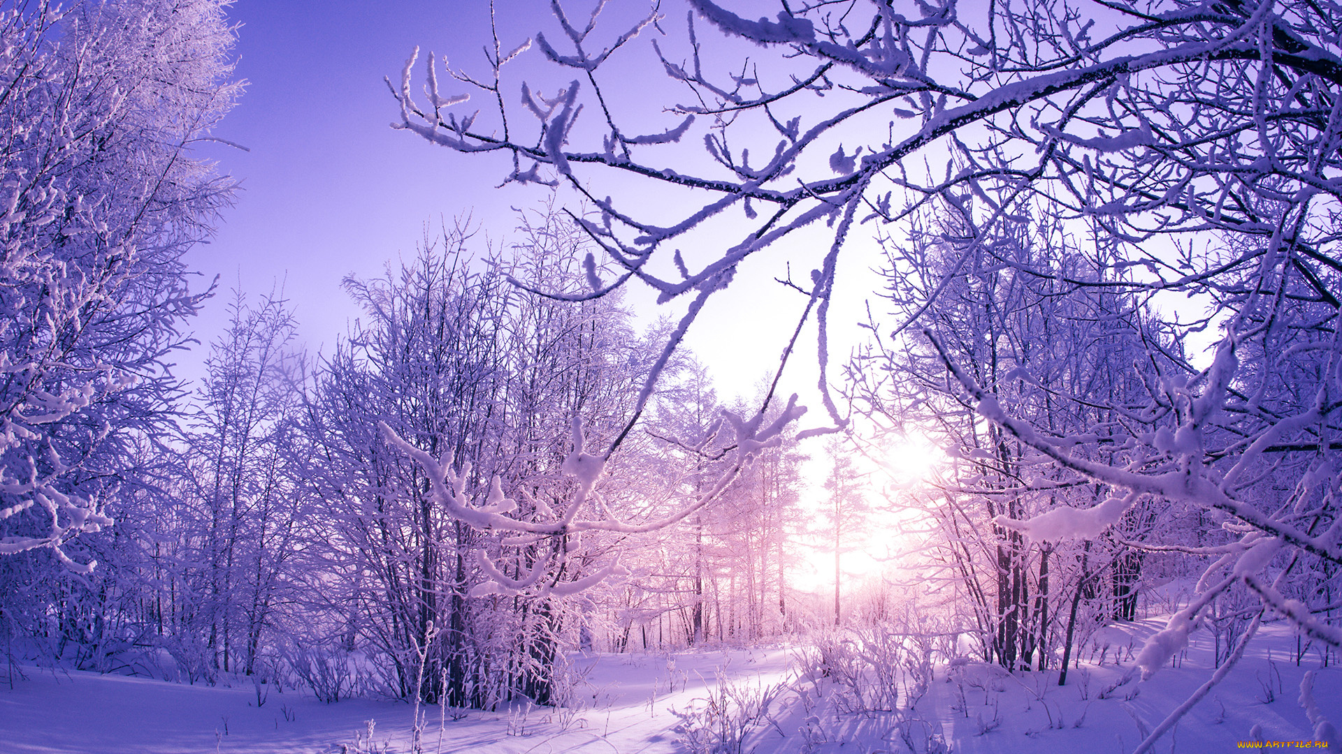 природа, зима, снег, деревья, покров