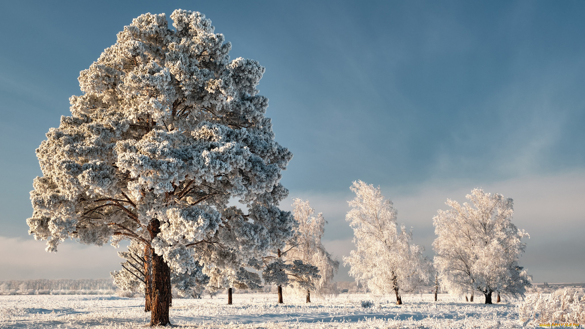 природа, деревья, заснеженные, под, голубым, небом, зима