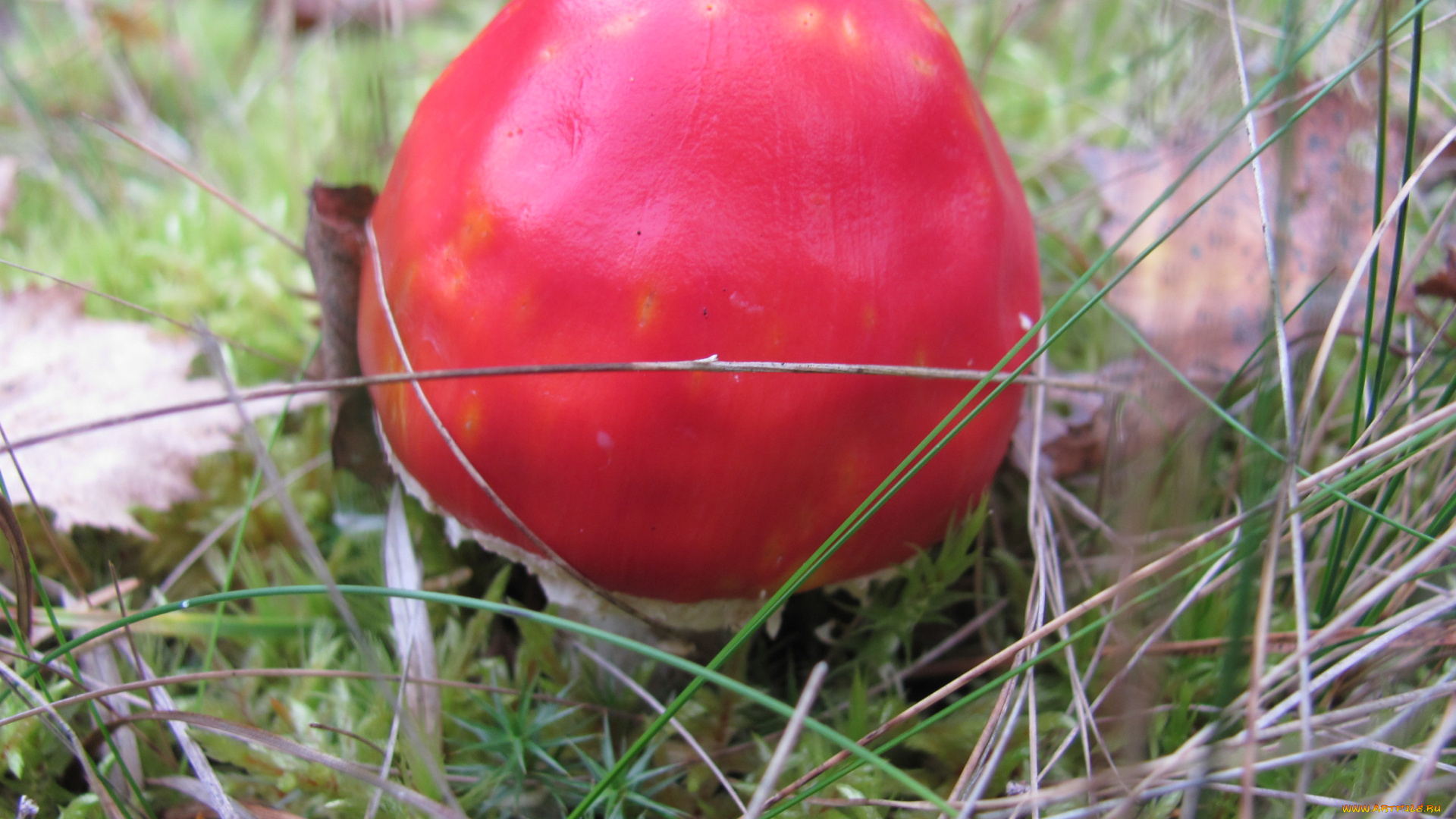 природа, грибы, шляпка, мухомор, осень, красный