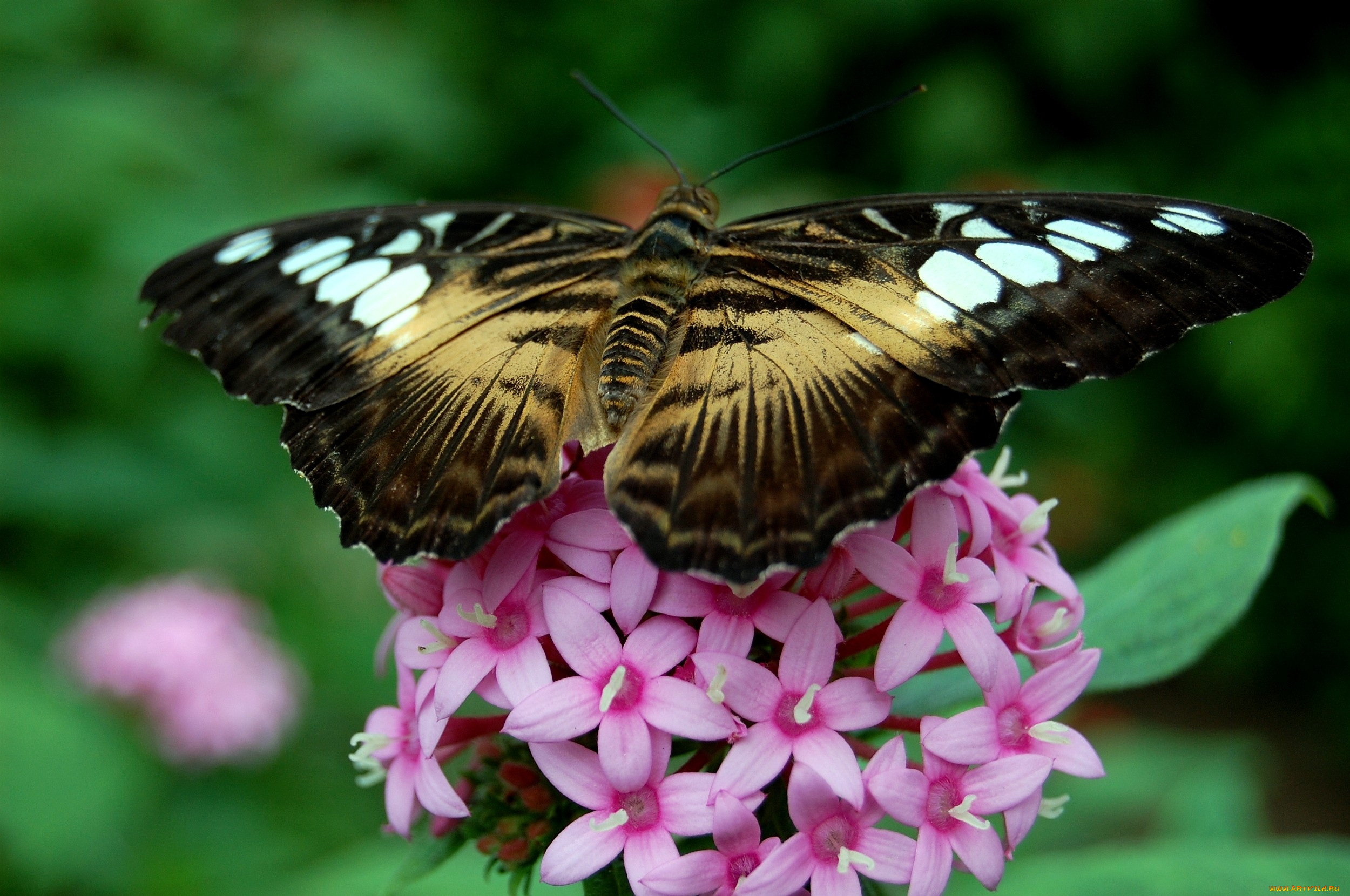 животные, бабочки, крылья, цветы