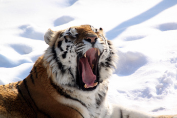 Картинка животные тигры снег хищник пасть