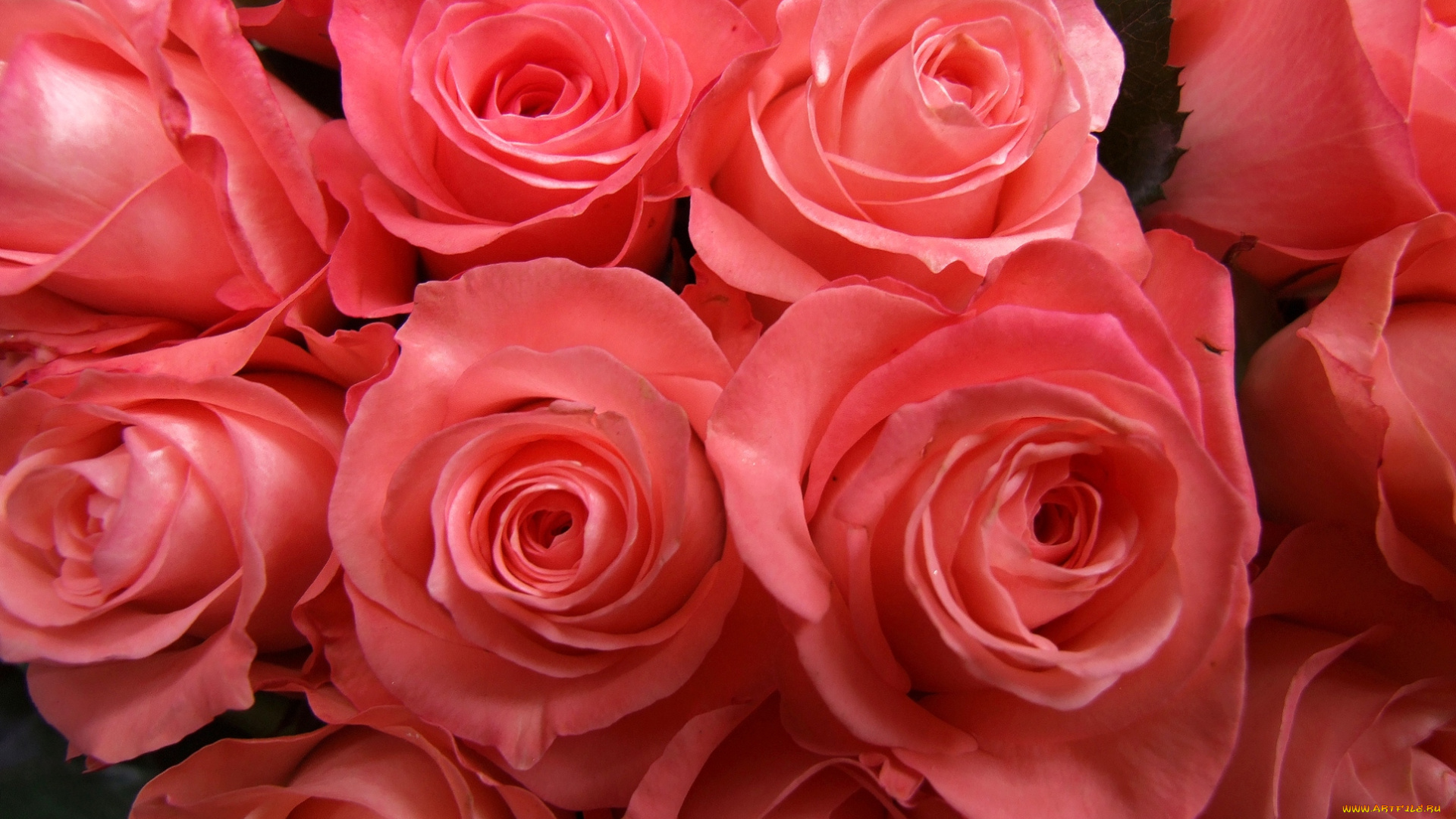 цветы, розы, розовый