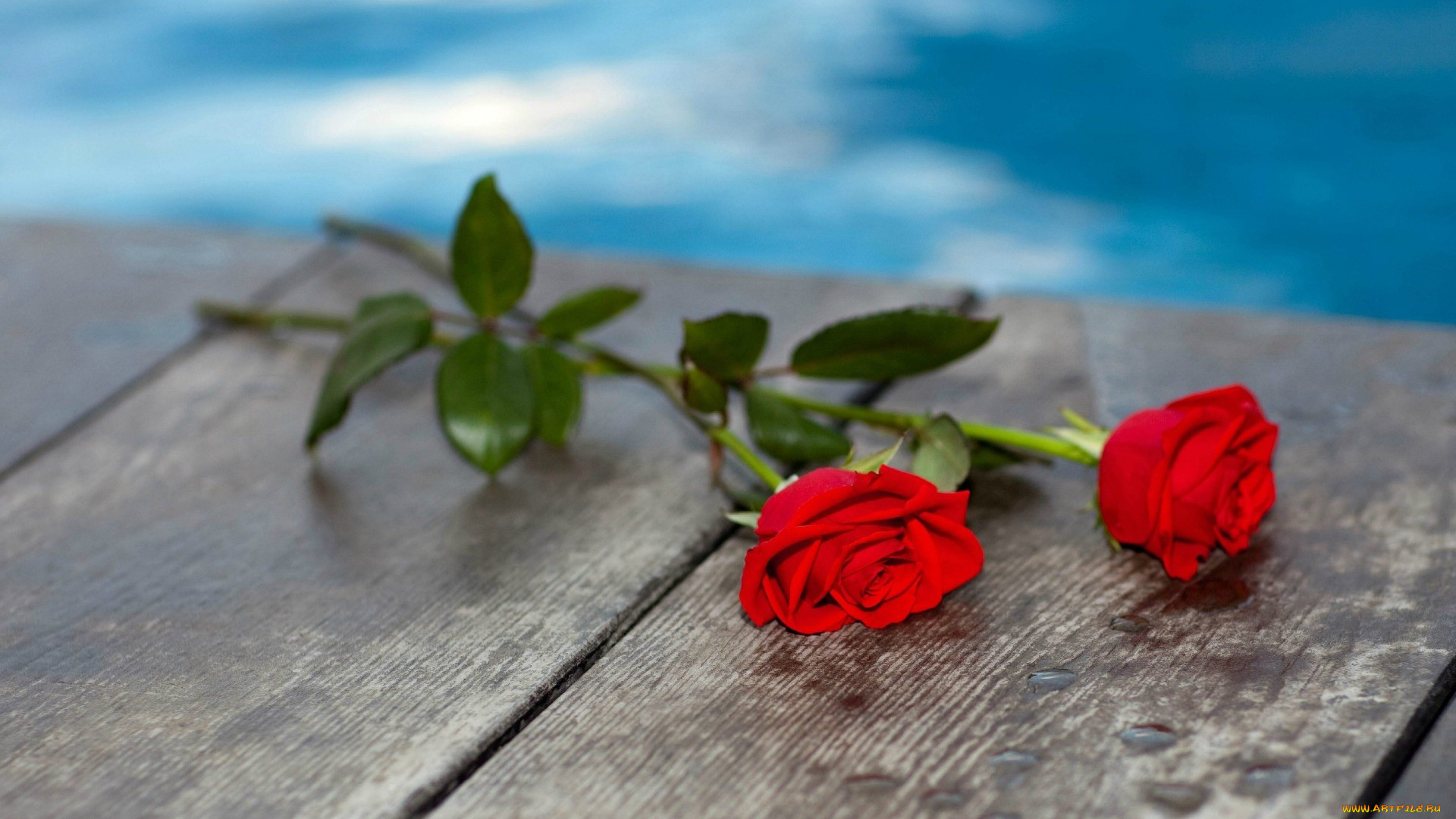 цветы, розы, стол, красный