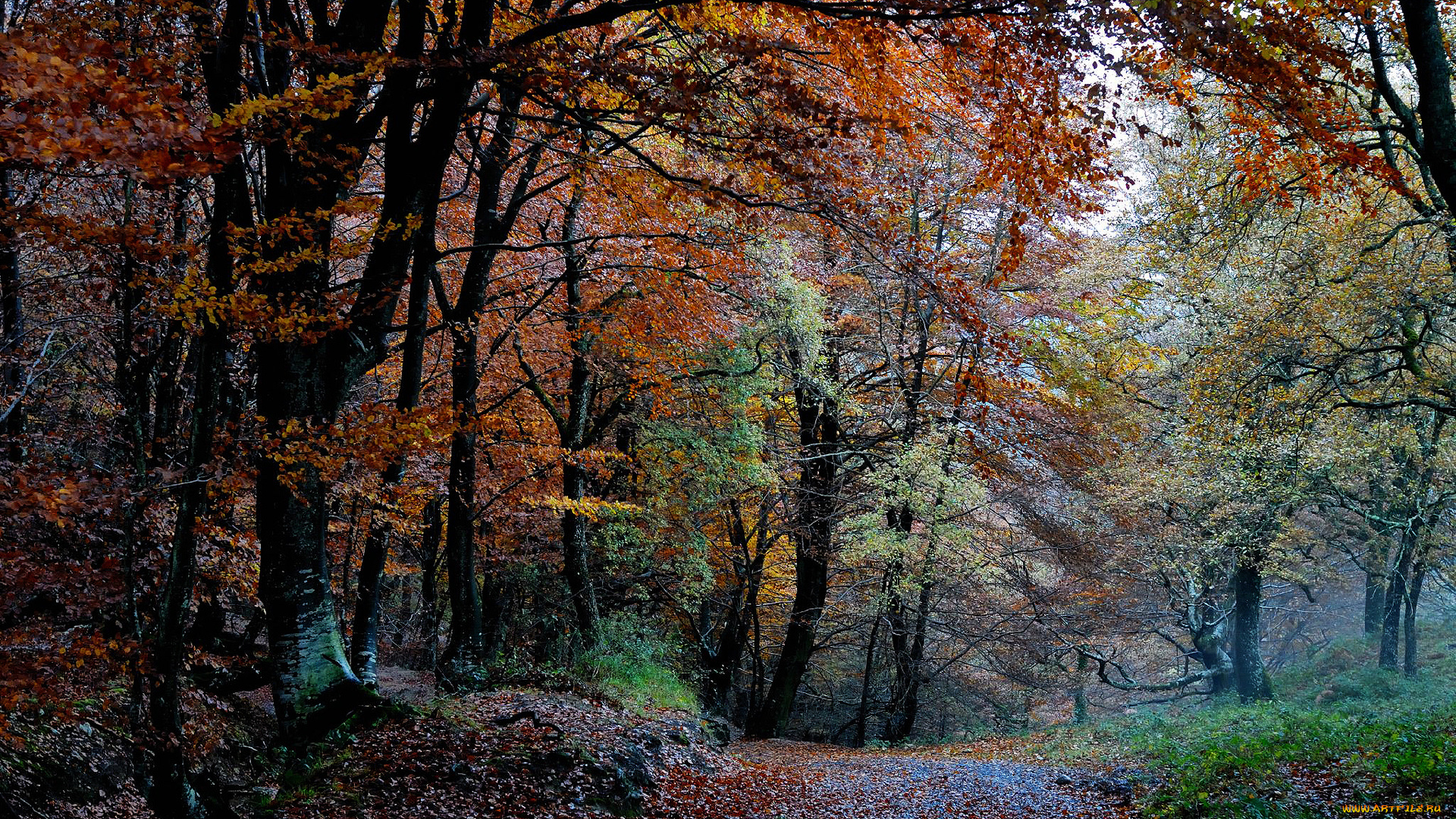 природа, дороги, осень, лес, дорога, листва
