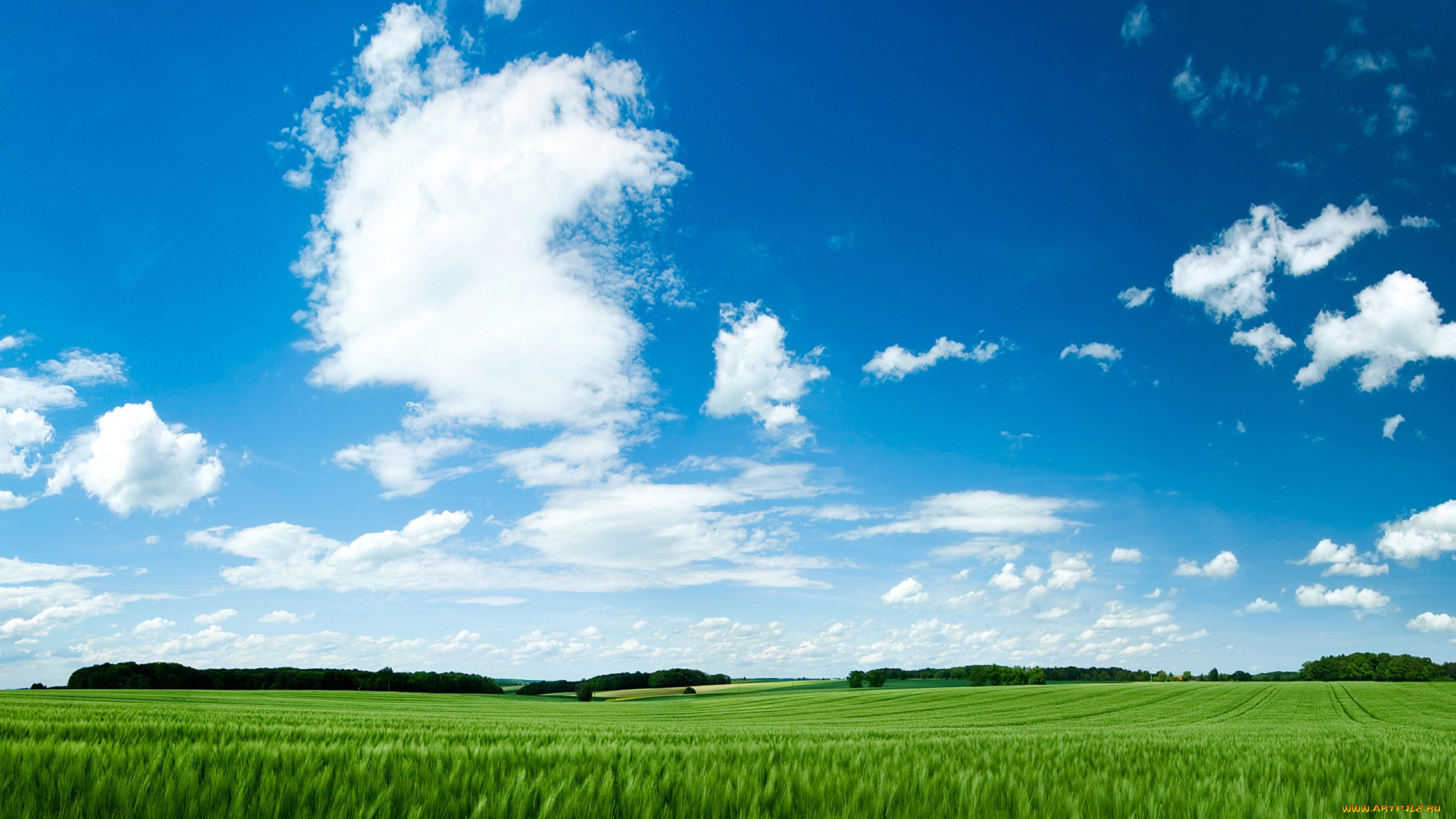 природа, поля, облака, пшеница, поле, небо