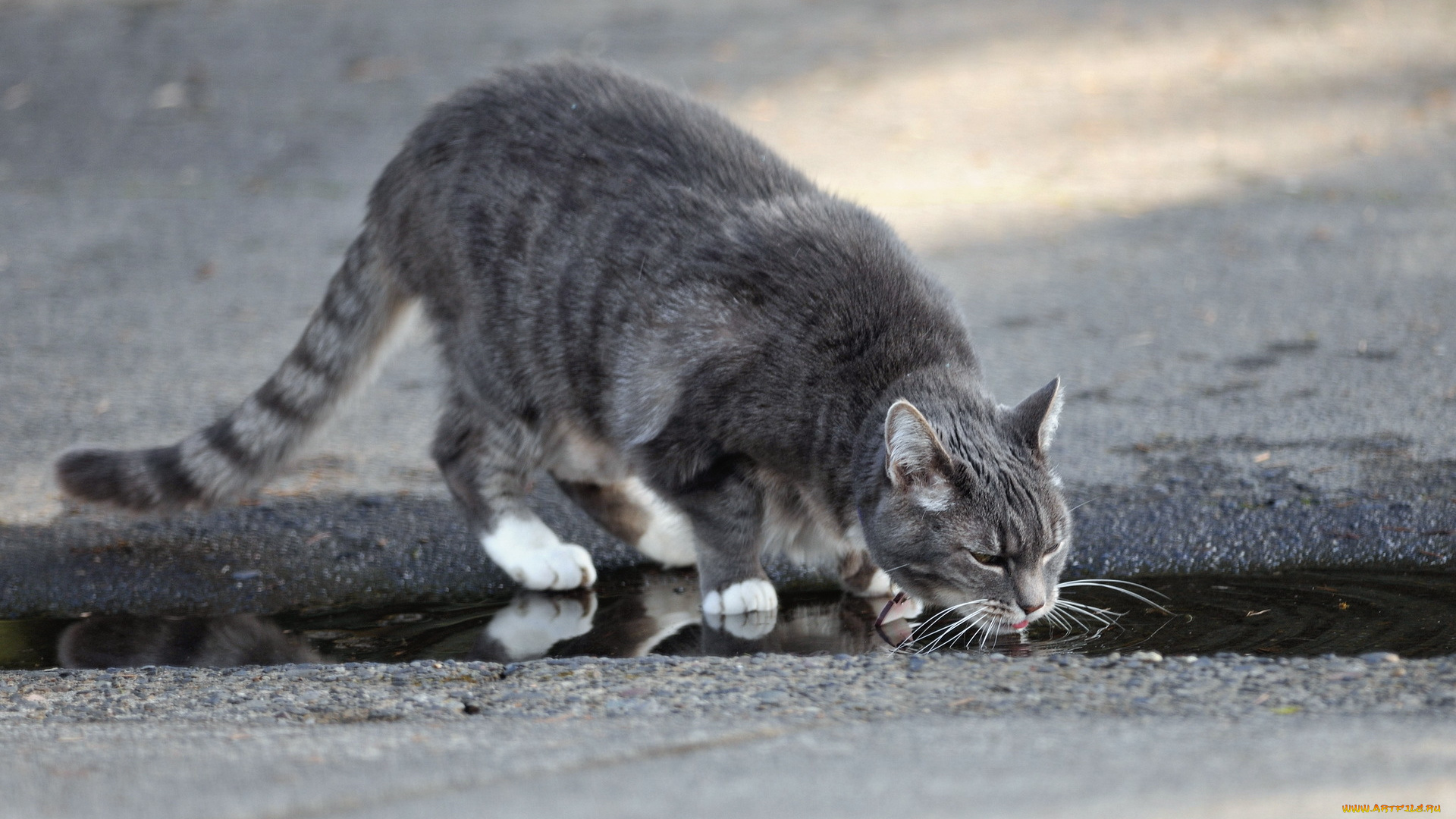 животные, коты, кошка, улица, вода