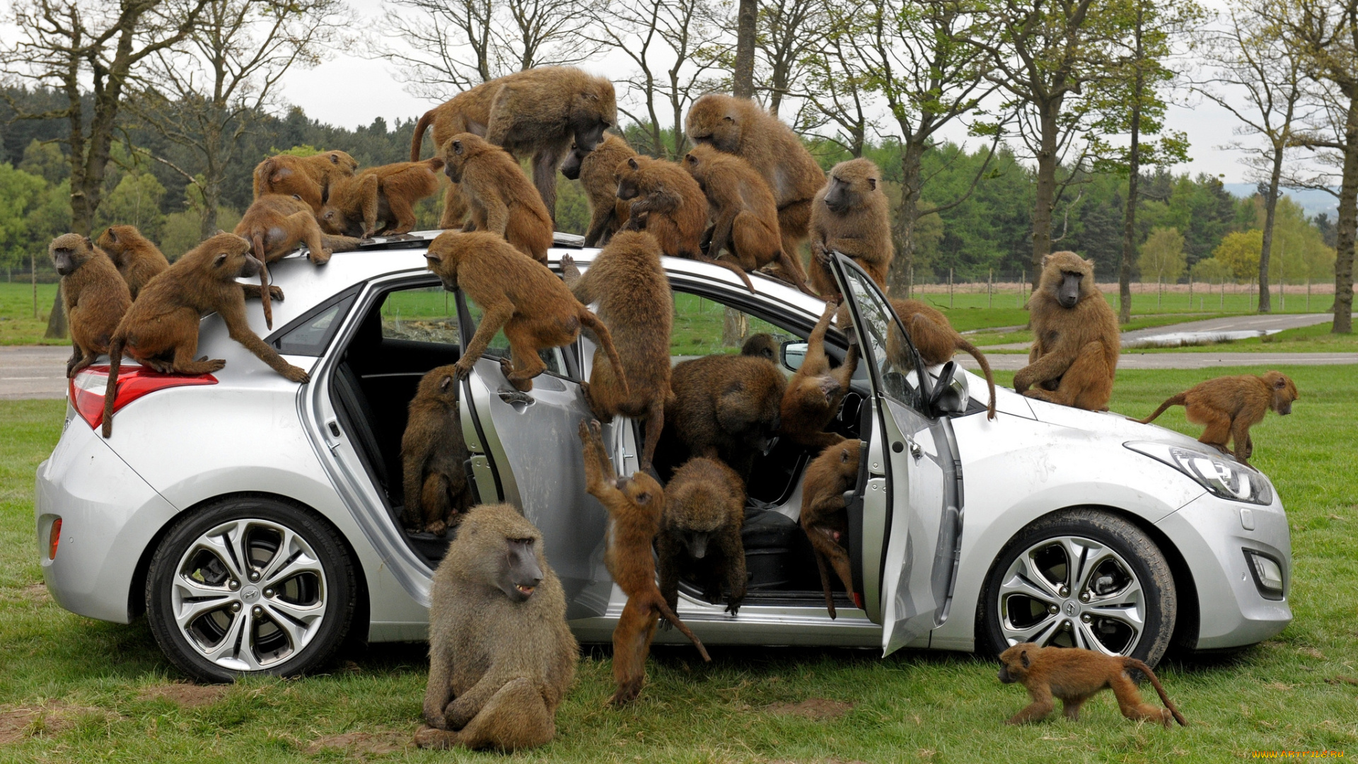 животные, обезьяны, автомобиль, павианы