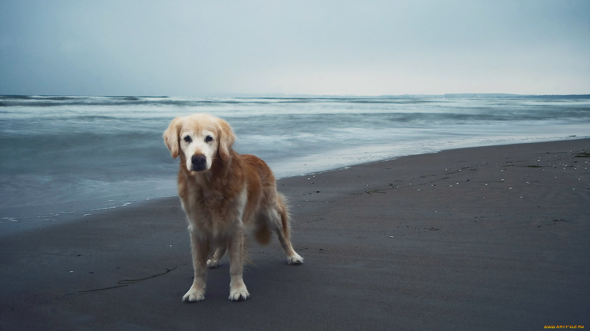 животные, собаки, взгляд, песок, друг, море, собака