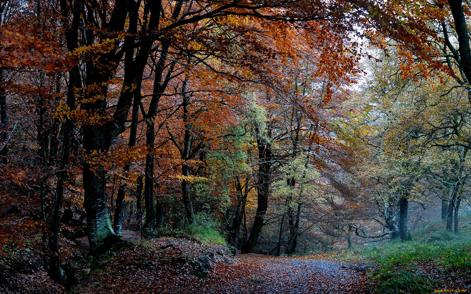природа, дороги, осень, лес, дорога, листва
