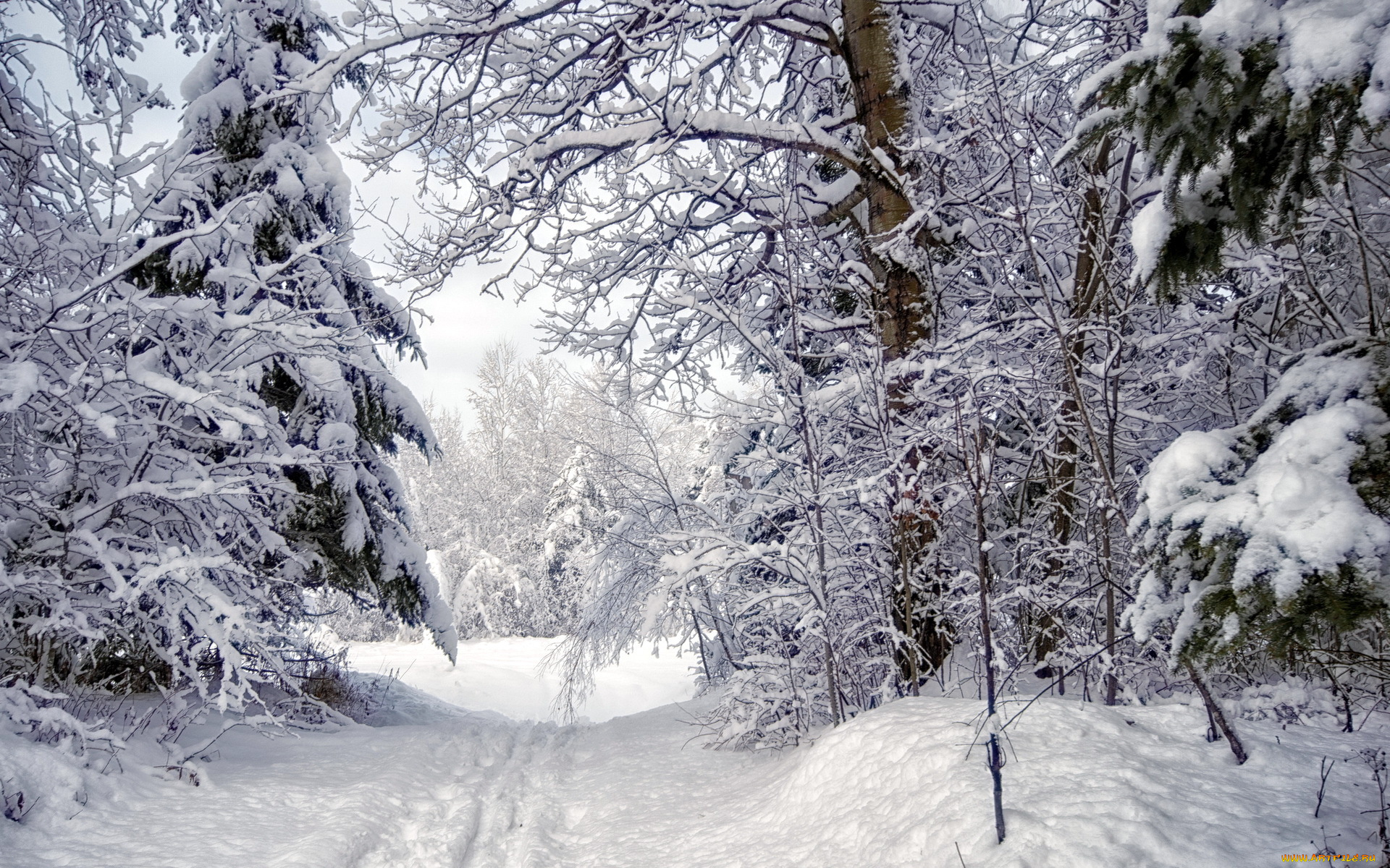 Снежок лесной. Зима в лесу. Зимой в лесу. Лес в снегу. Заснеженный лес.
